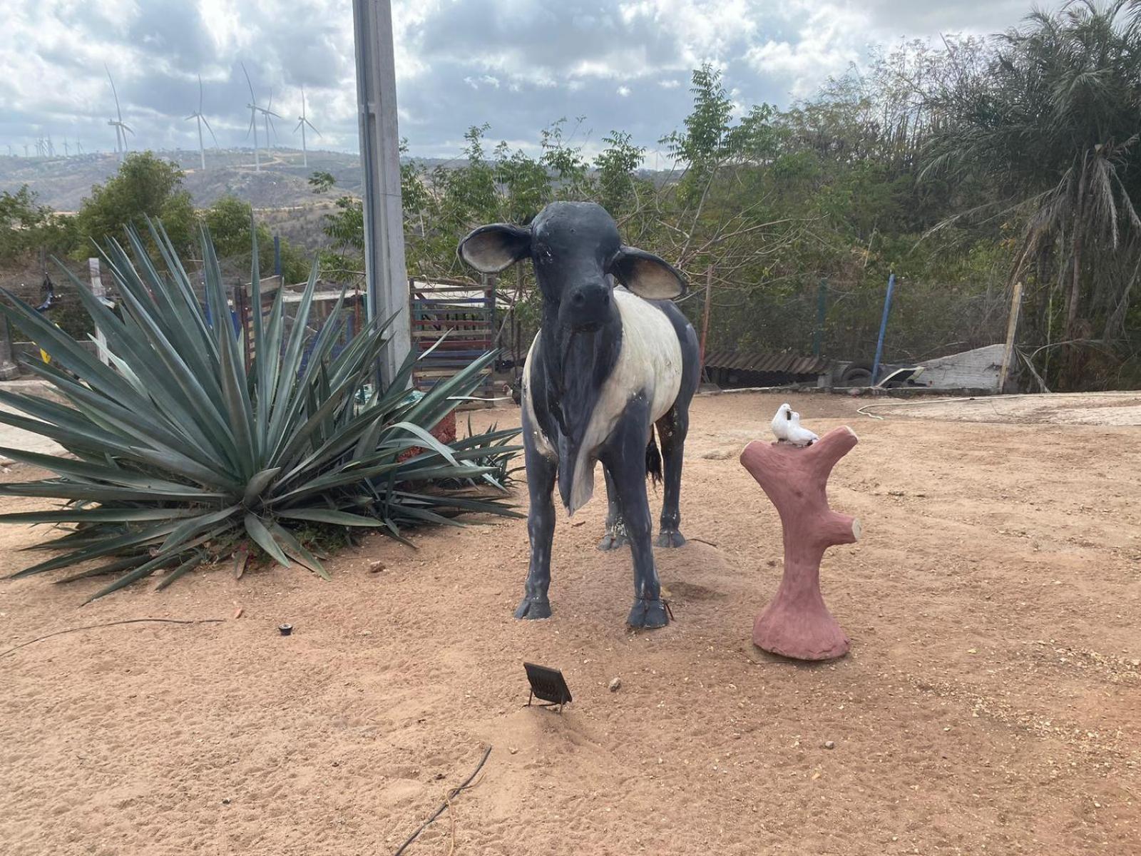 Encanto dos Pássaros