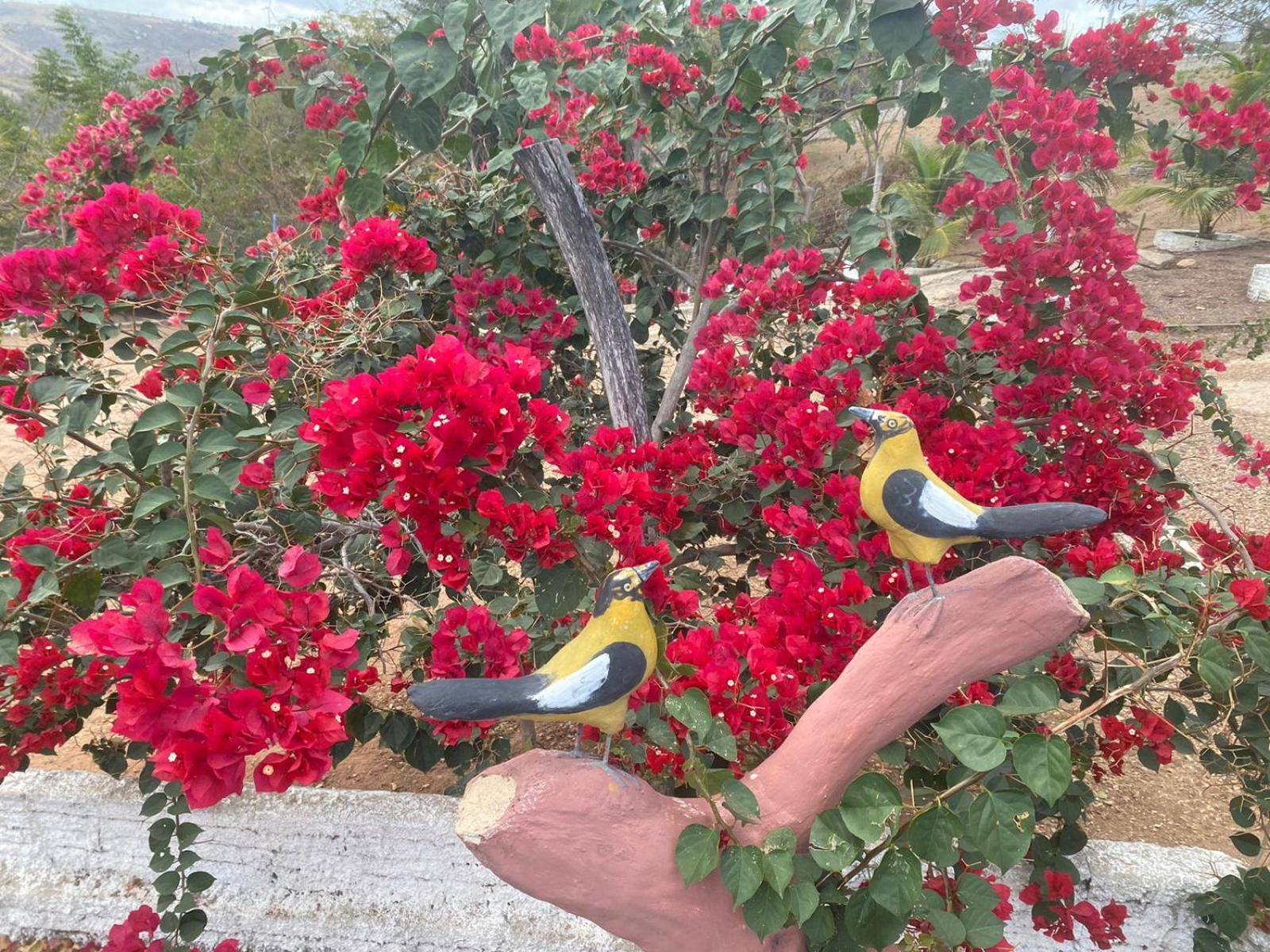 Encanto dos Pássaros