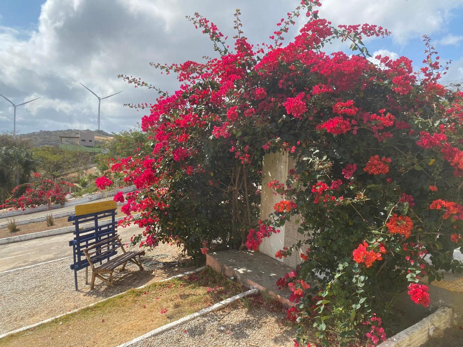 Encanto dos Pássaros
