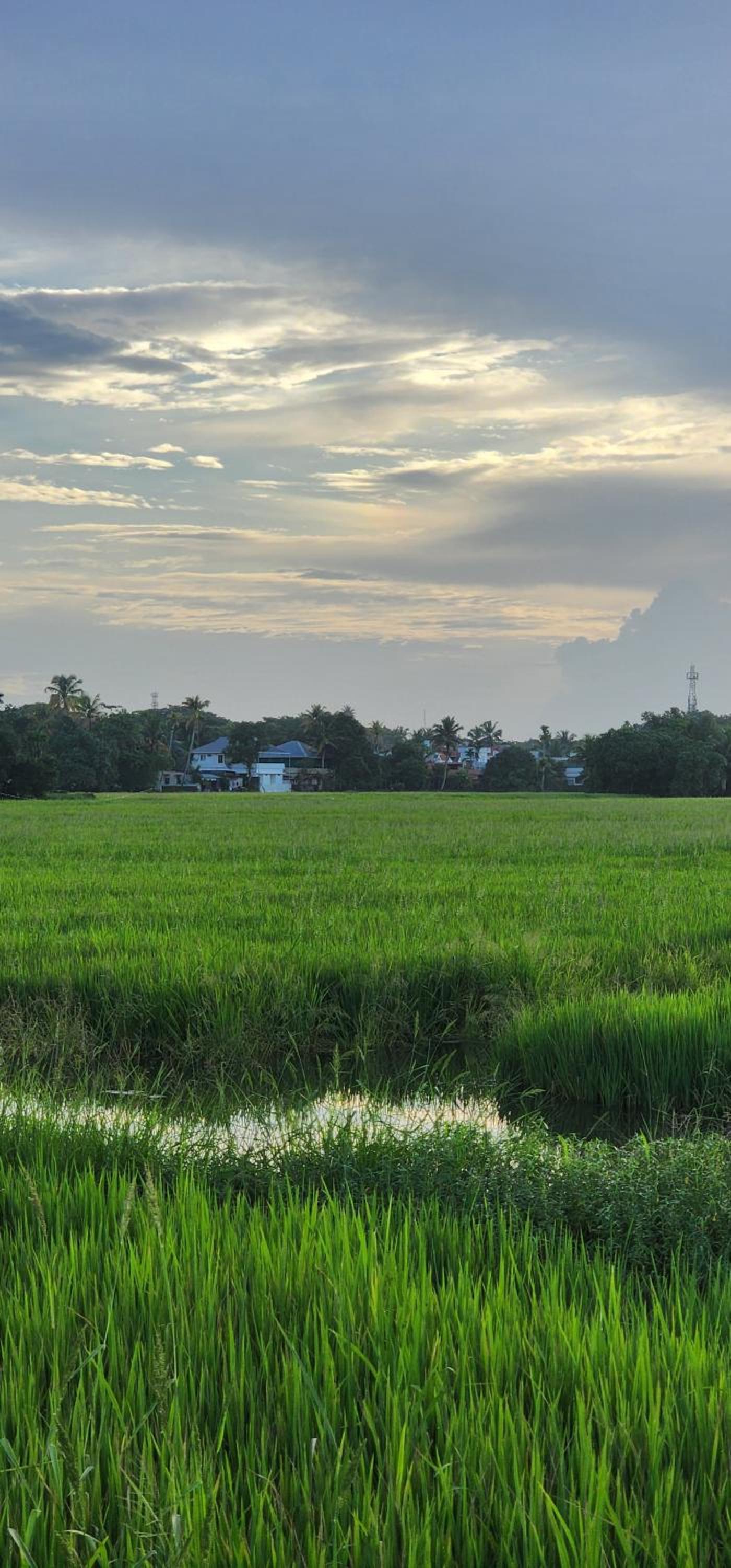Tranquil by the fields view 2