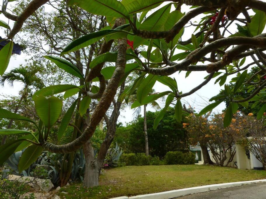 Villa mit Meerblick- curacao-dream