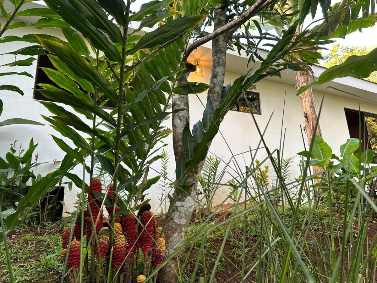 Elegant house in the jungle near the city