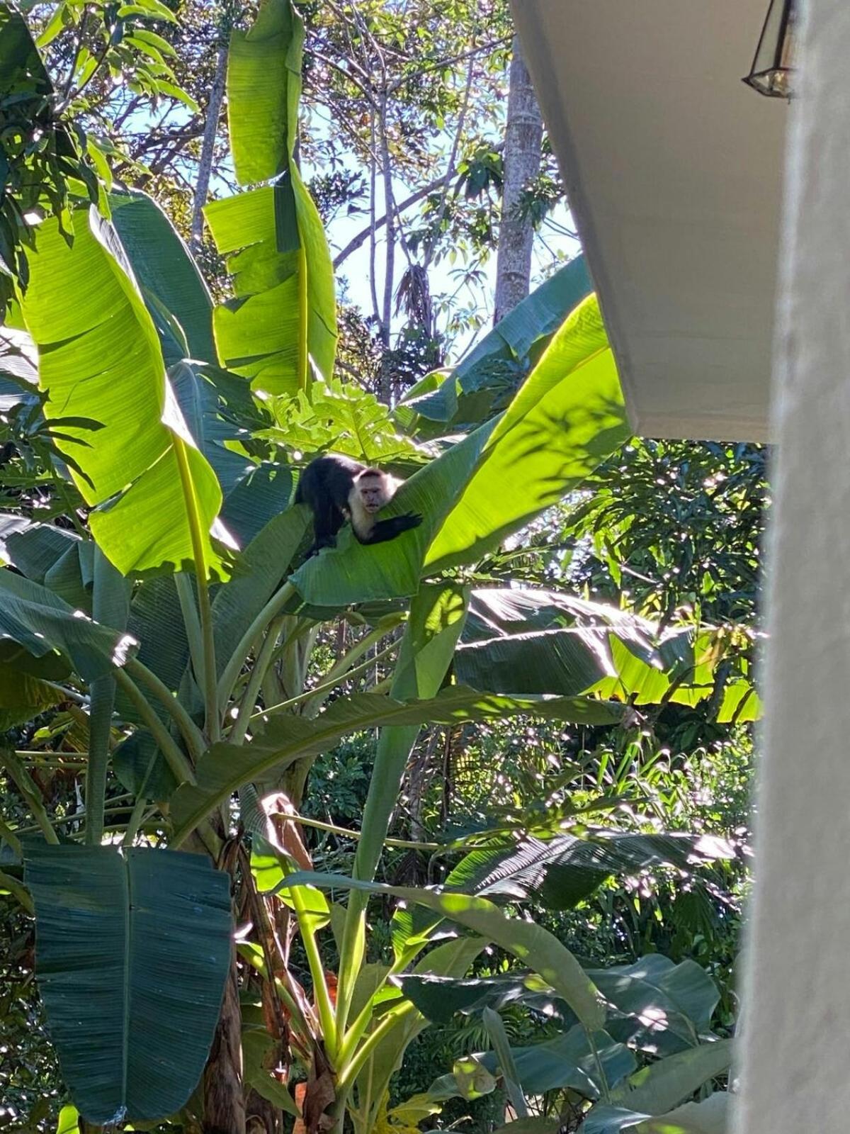 Elegant house in the jungle near the city