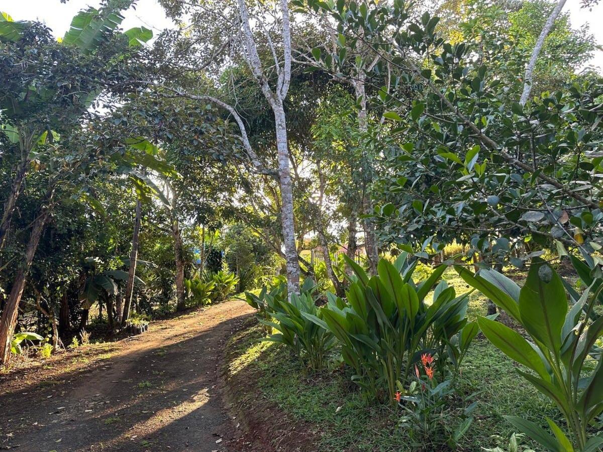 Elegant house in the jungle near the city