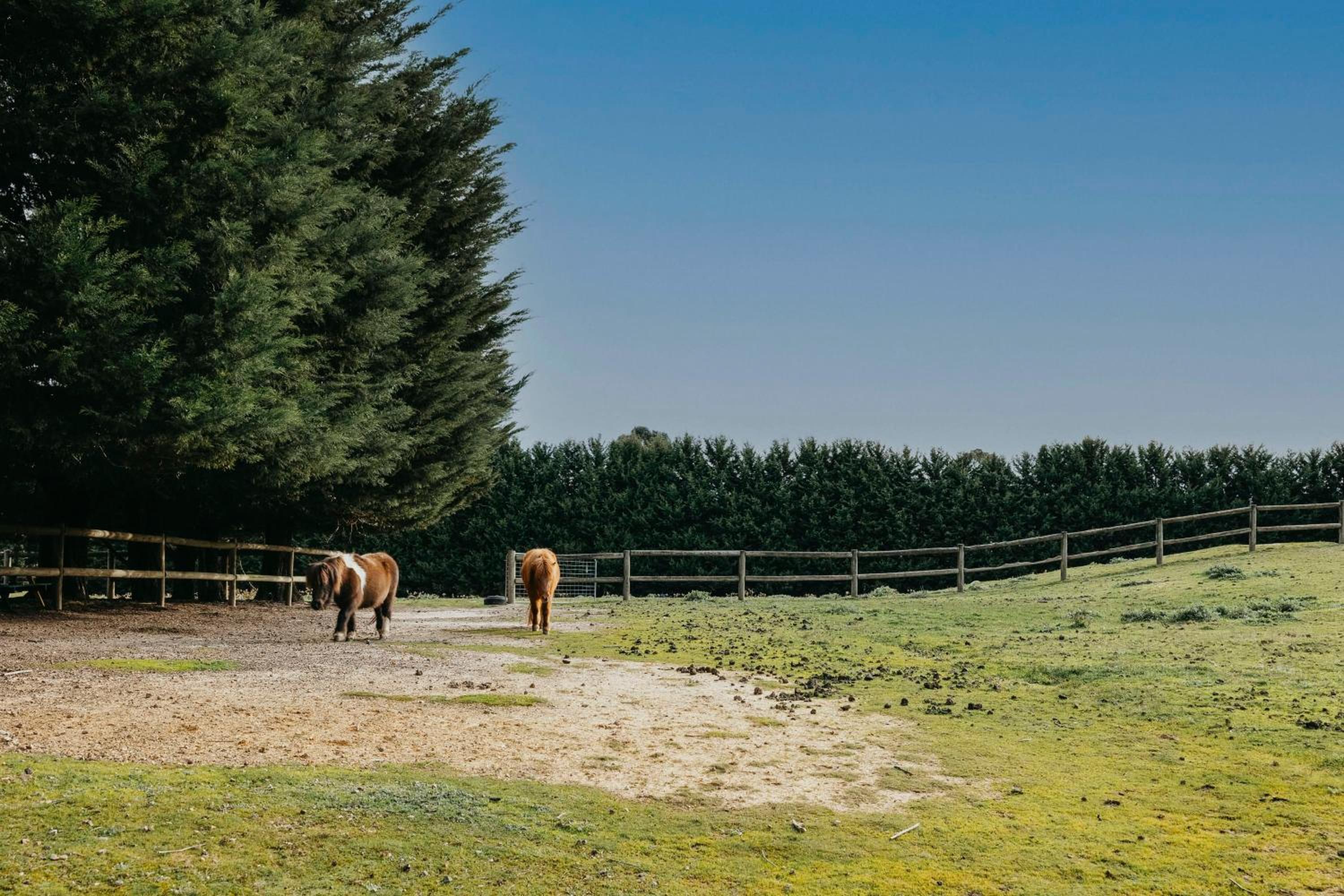 4BD large cottage w Amazing farm view