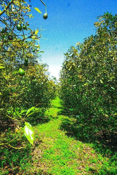 Retro Finca Urrao - Peaceful Avocado Farm Retreat