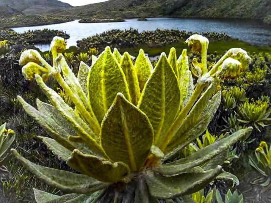 Retro Finca Urrao - Peaceful Avocado Farm Retreat