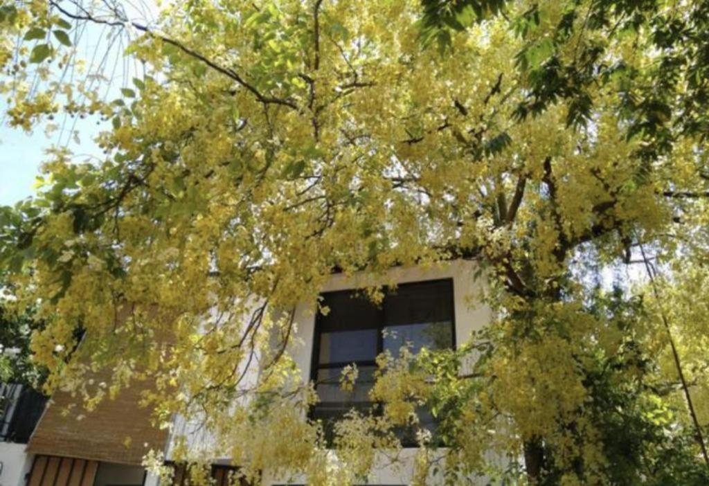 Jam Tree II view 2