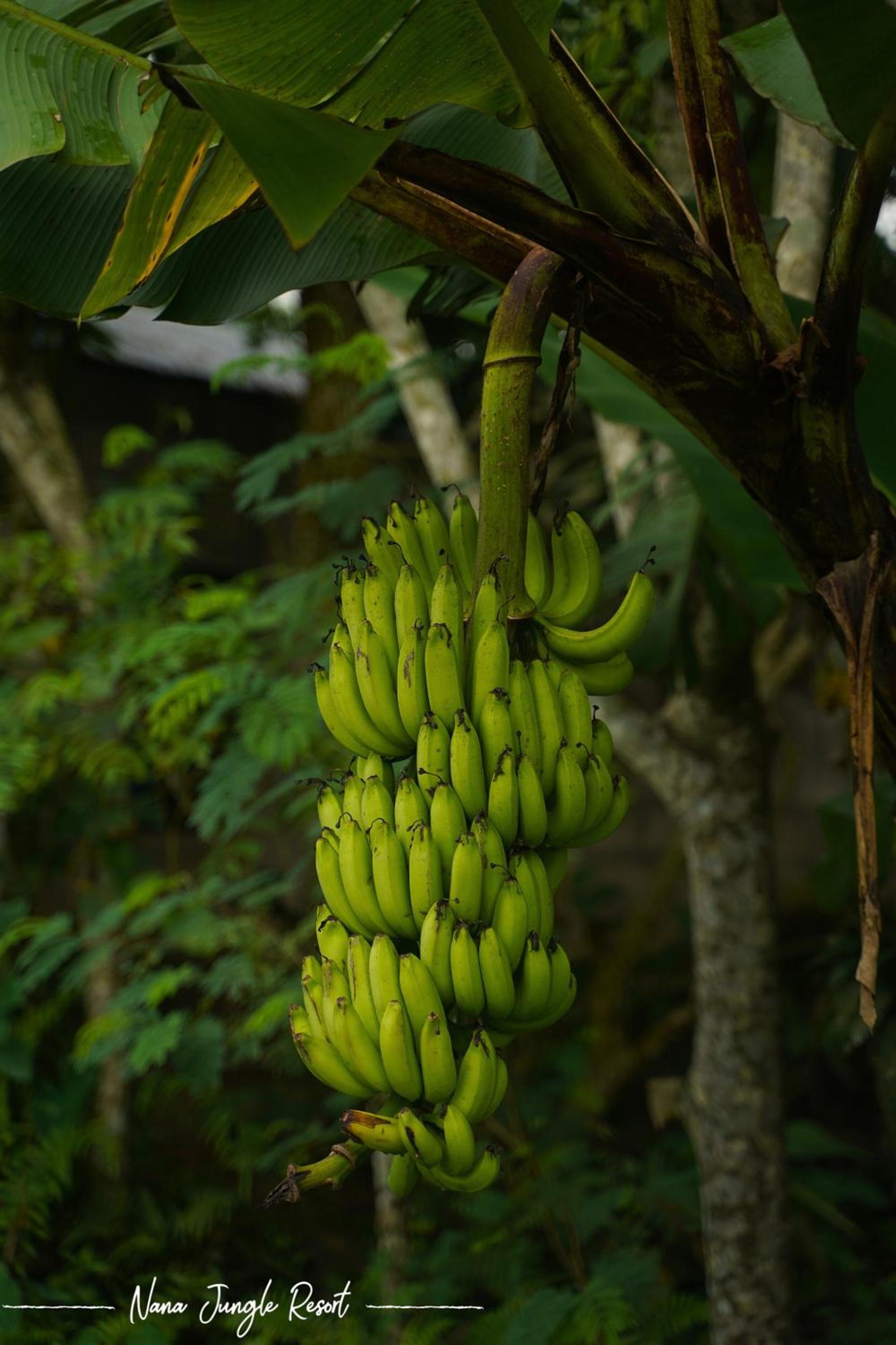 Nana Jungle Resort Near Chitwan National Park