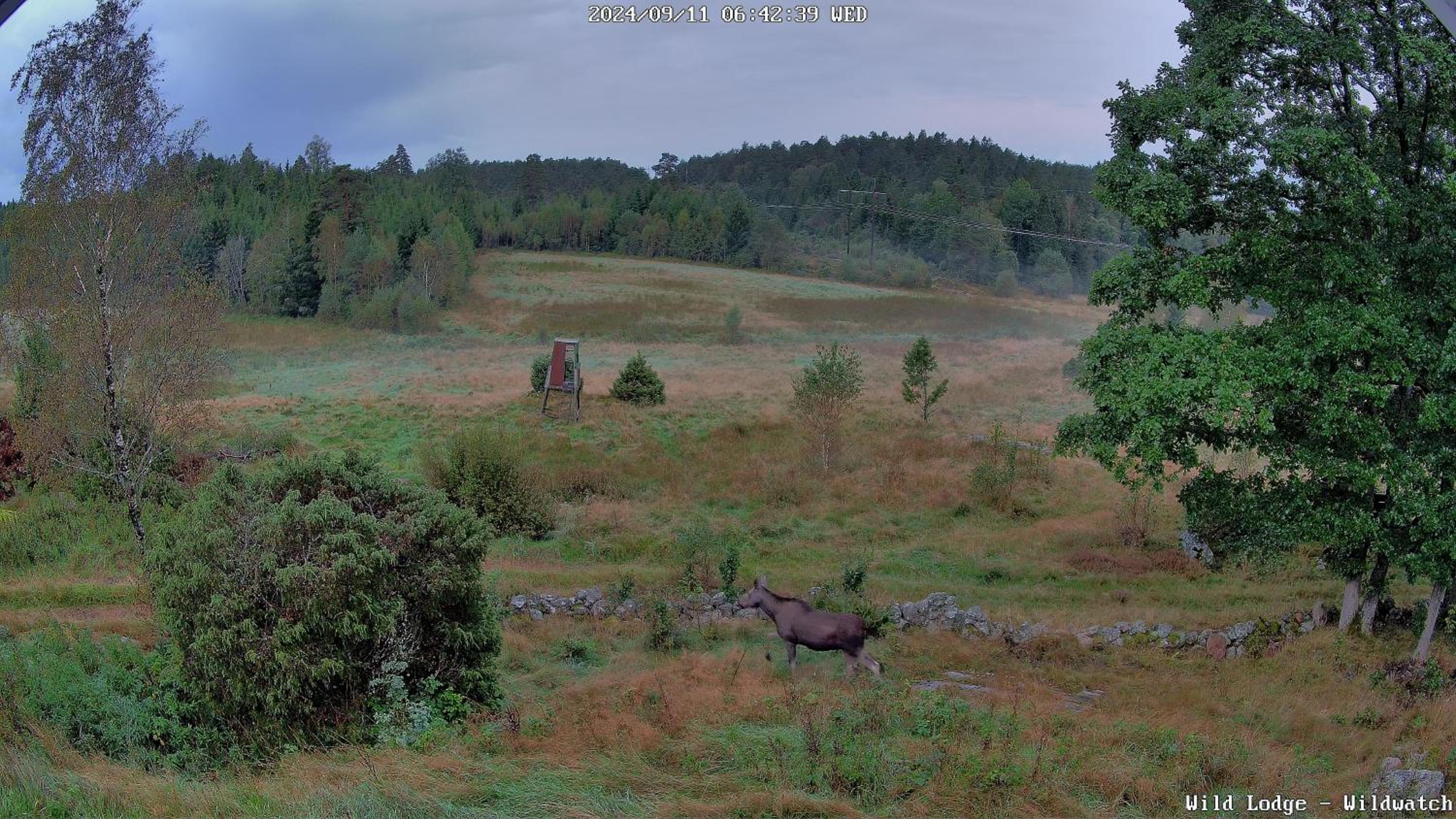 Wild Lodge
