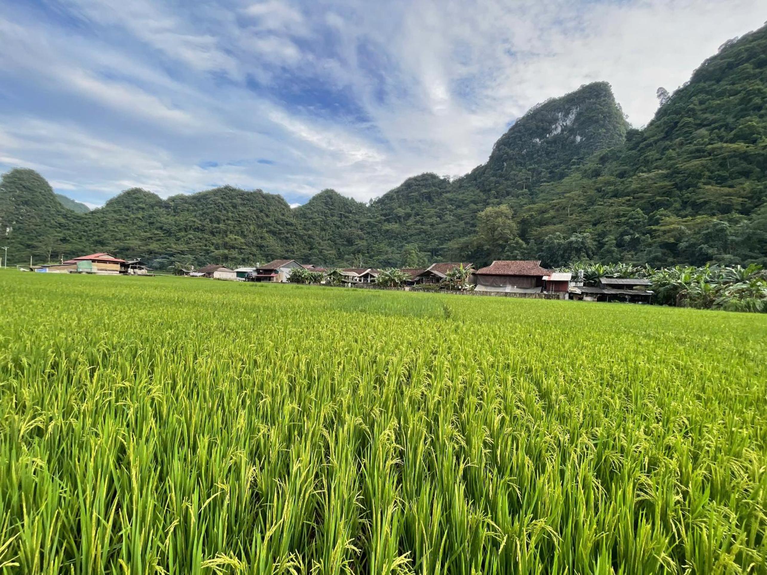 Nùng An homestay-Nùng ethnic group view 2