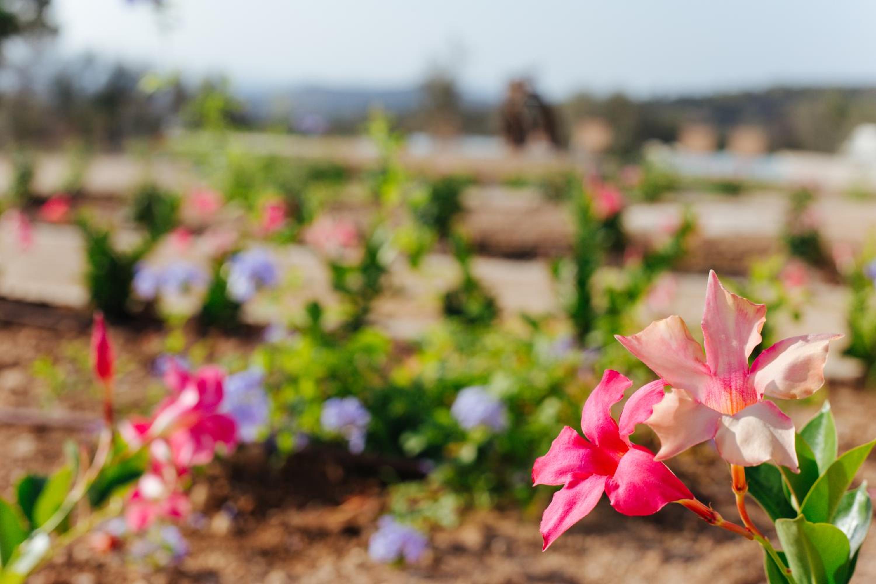 Finca Son Oms photo 5