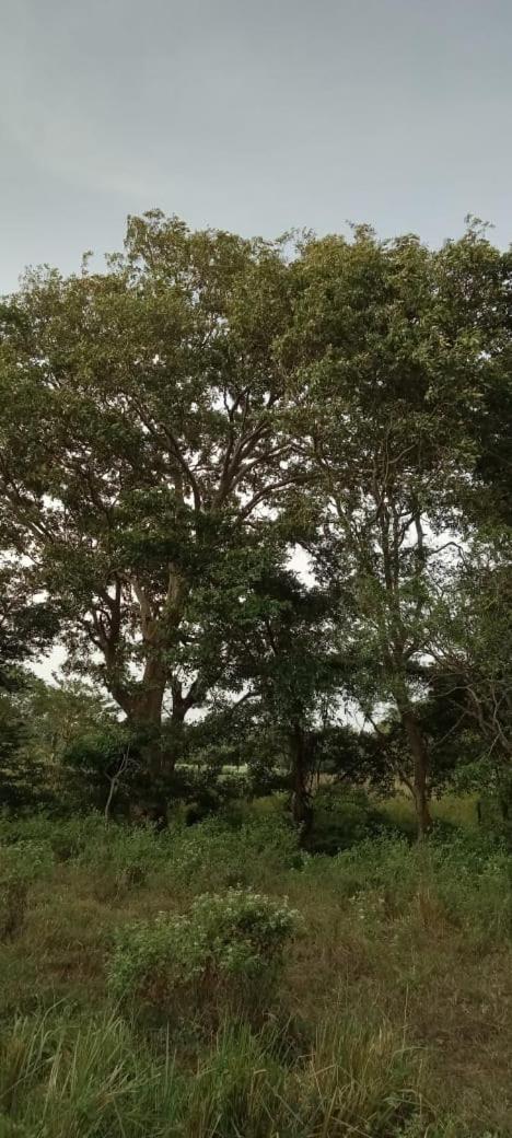 Luxury tree house view 5