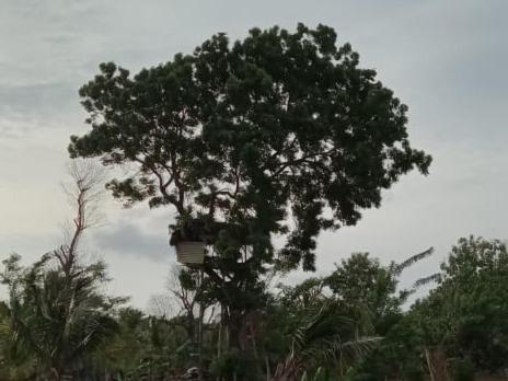 Luxury tree house view 4