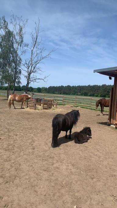 Familienfreundliche große Ferienwohnung mit Pferden, Spielplatz direkt am Haus, Sauna & viel Natur