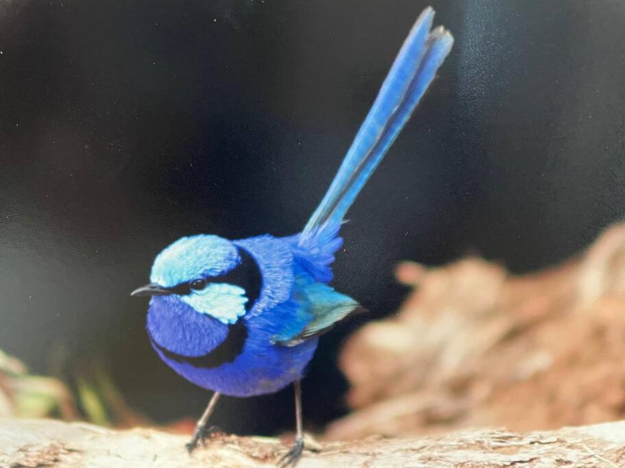 Seraphim Retreat Nannup Trails Views Serenity