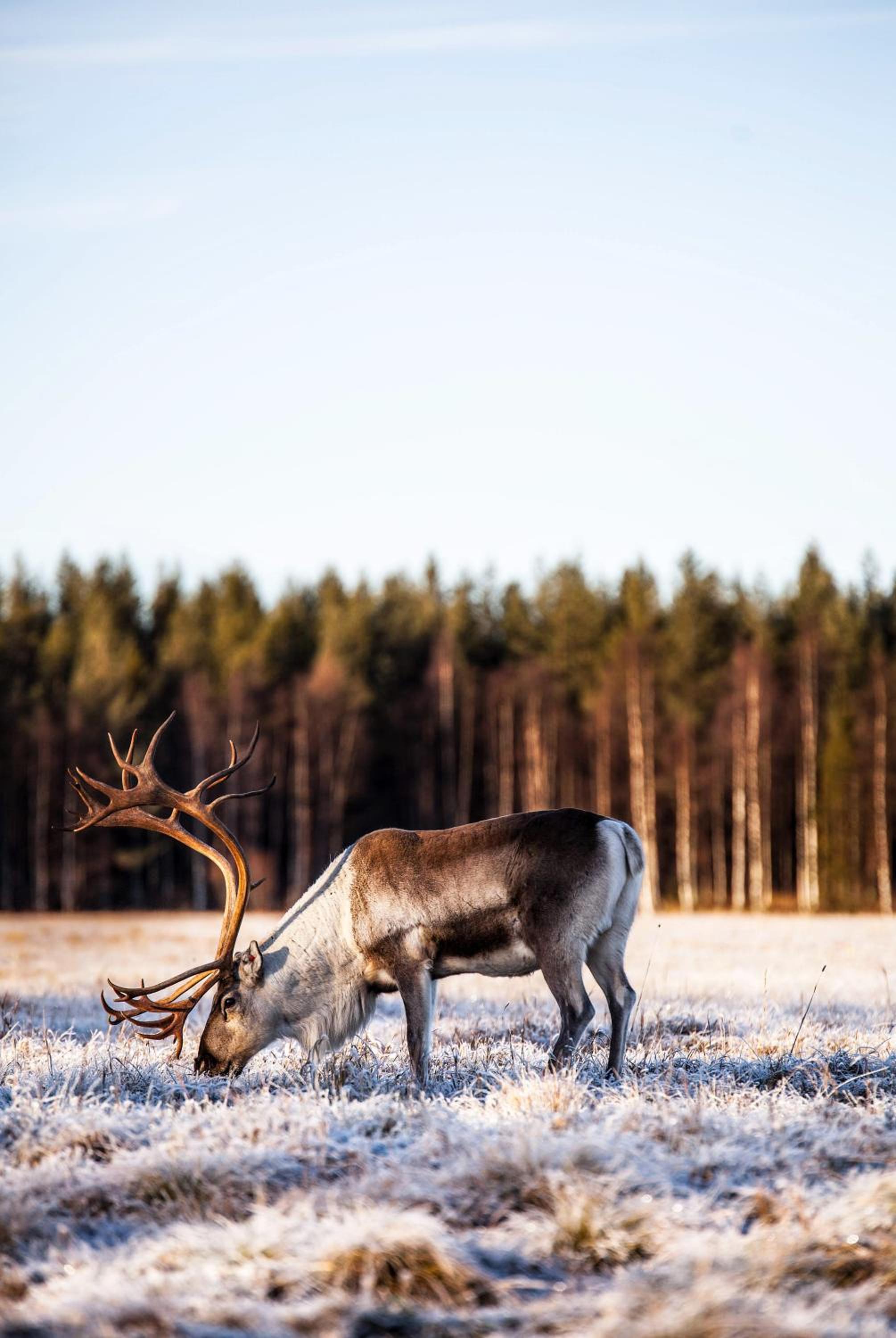 Rytiniemen rantamökki