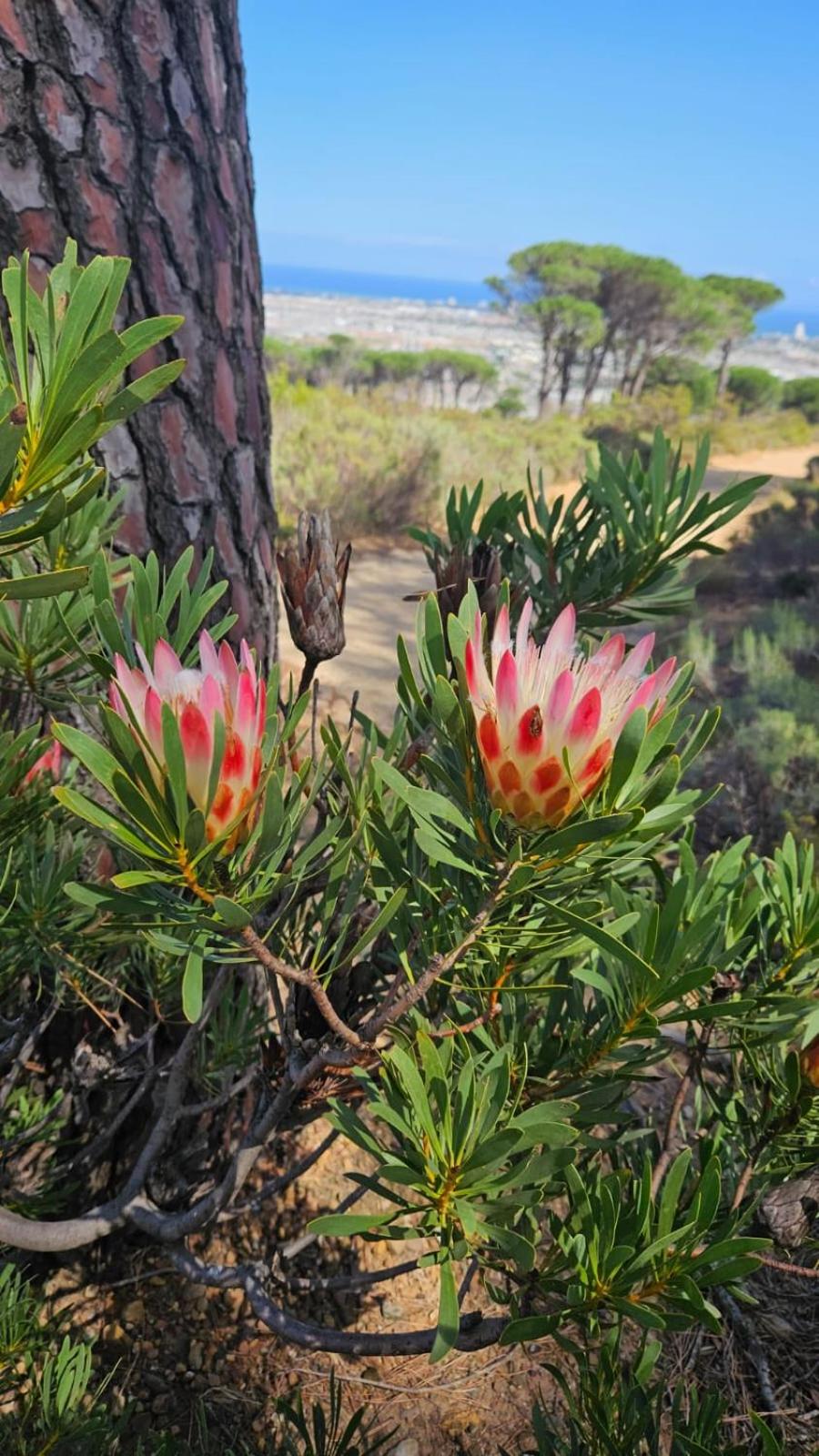 Vrede Selfcatering