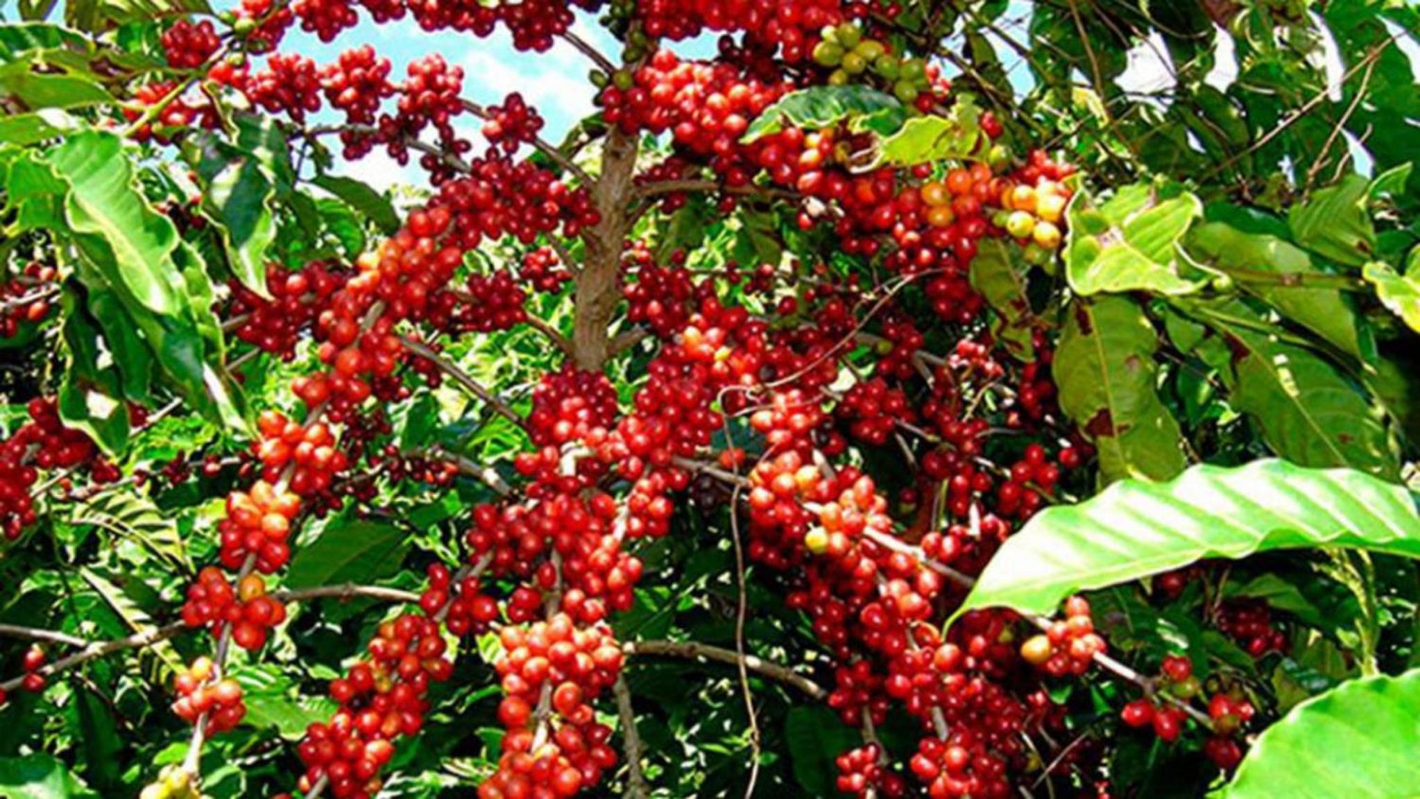Sunsee coffee plantation estate HOMESTAY