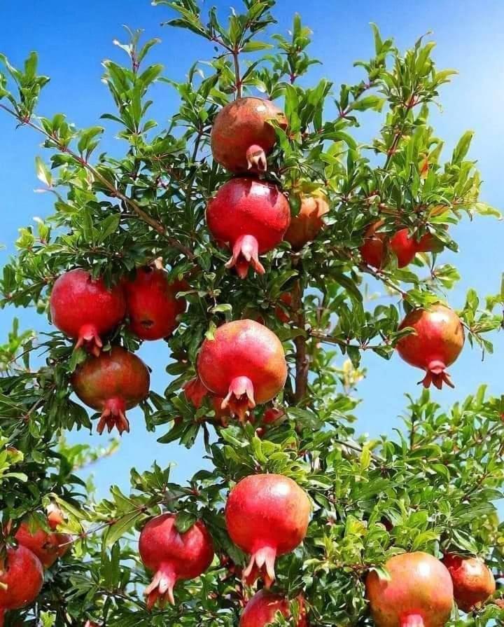 Sol Rojo Deluxe - Vera Playa photo 5