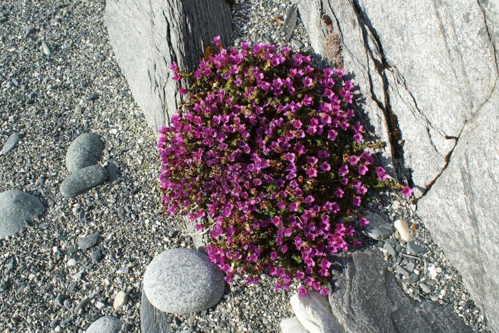Photo 38