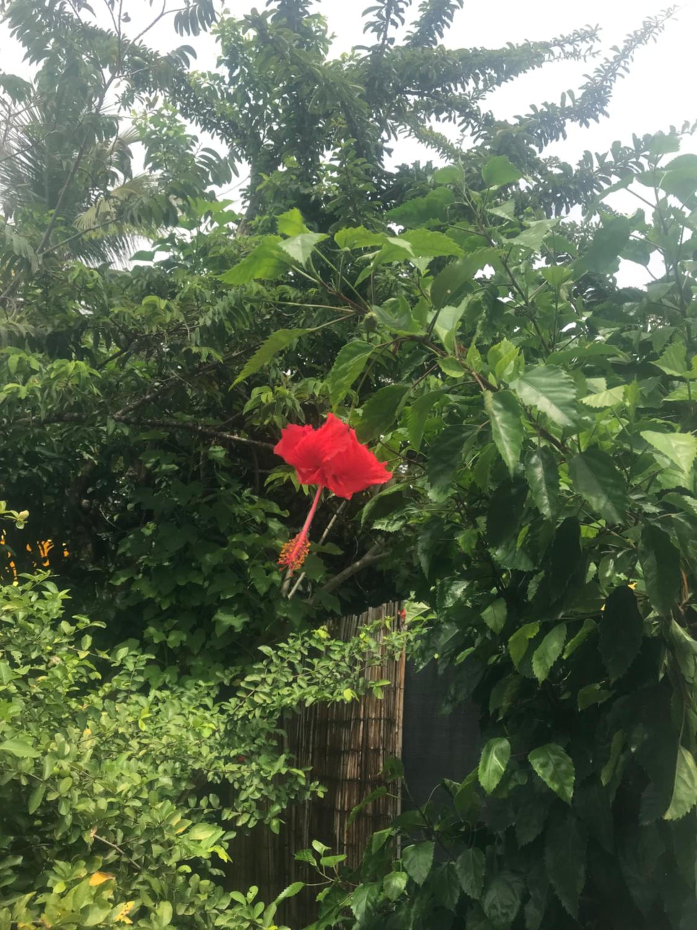 Hibiscus Paradise
