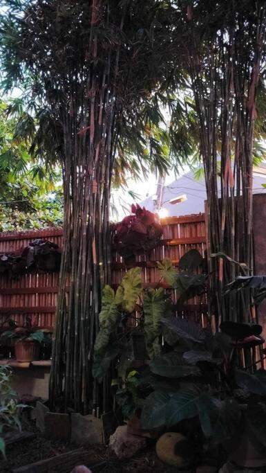 House of Bela view 2