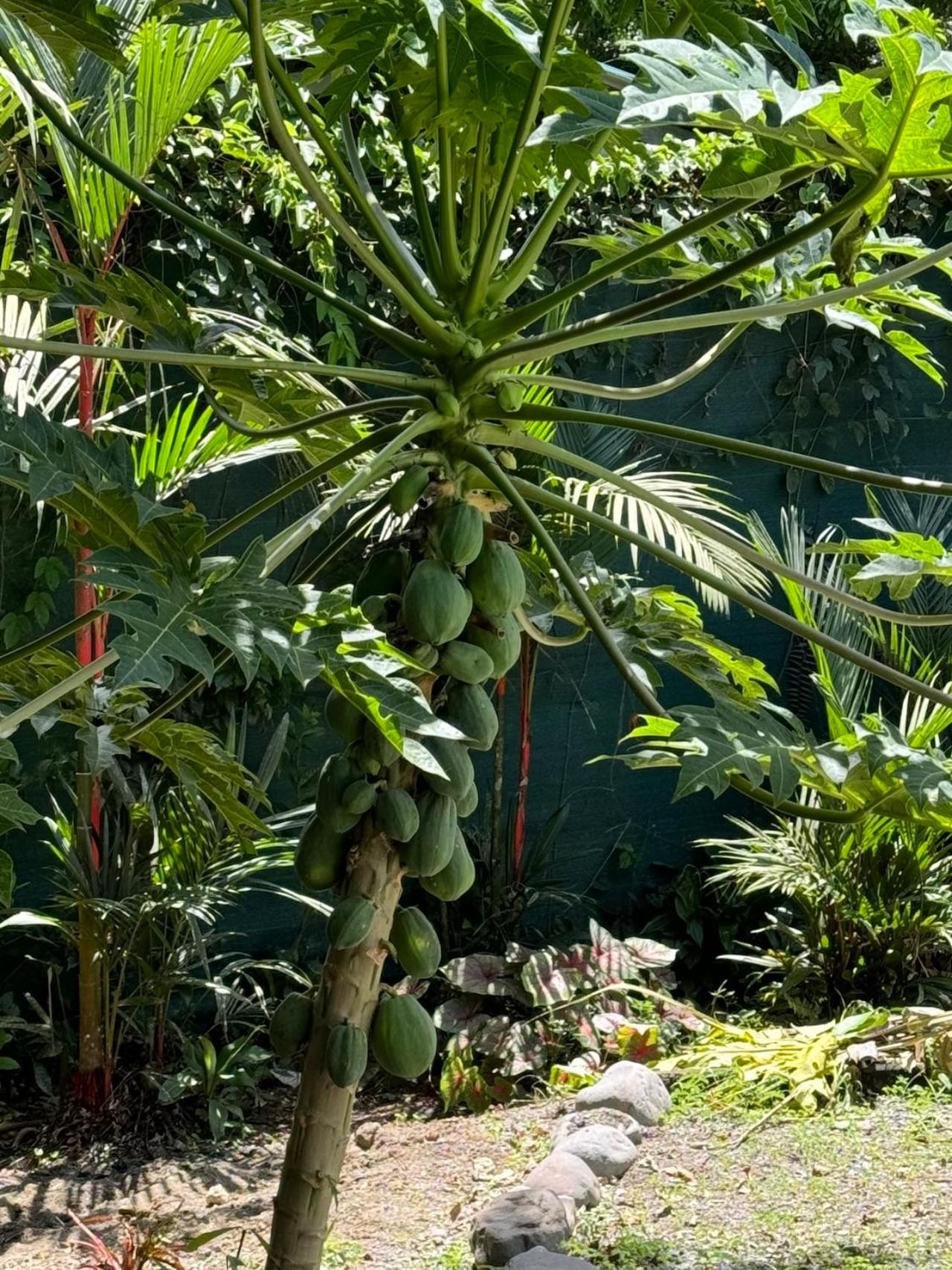 Casa Luminosa jungle villa