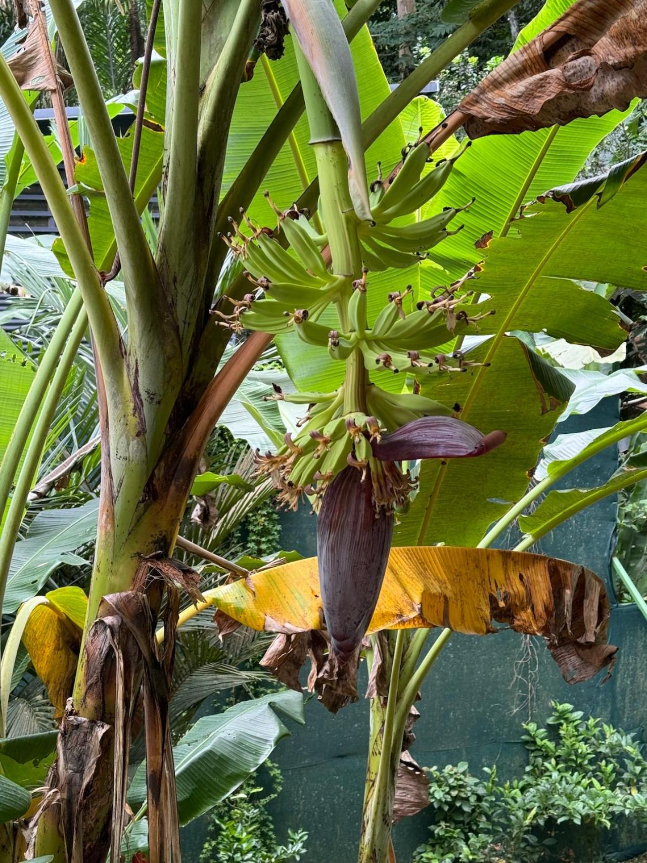 Casa Luminosa jungle villa
