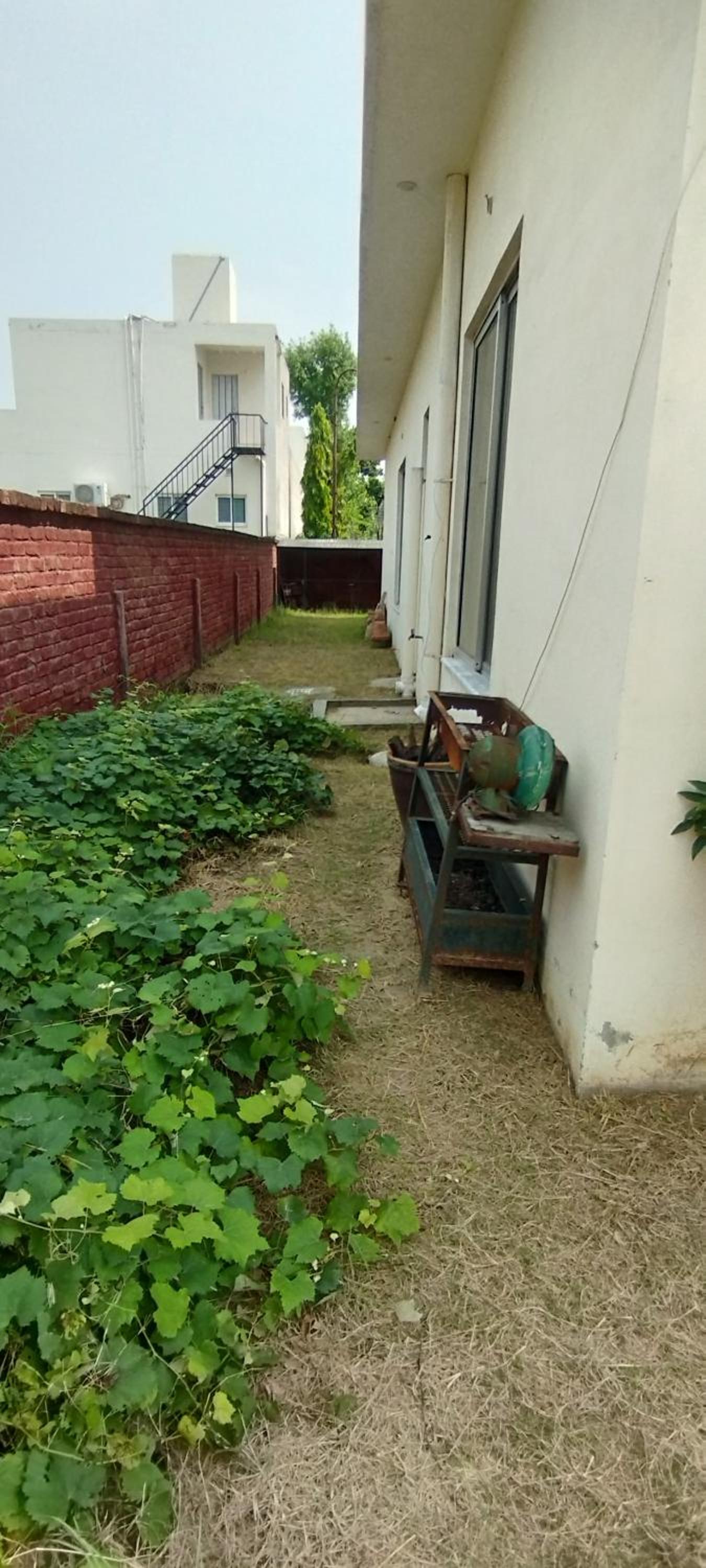 Peace farm
