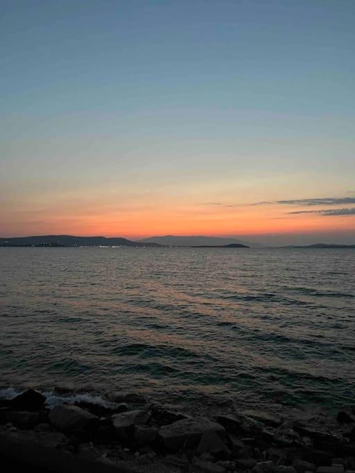 Sardunya