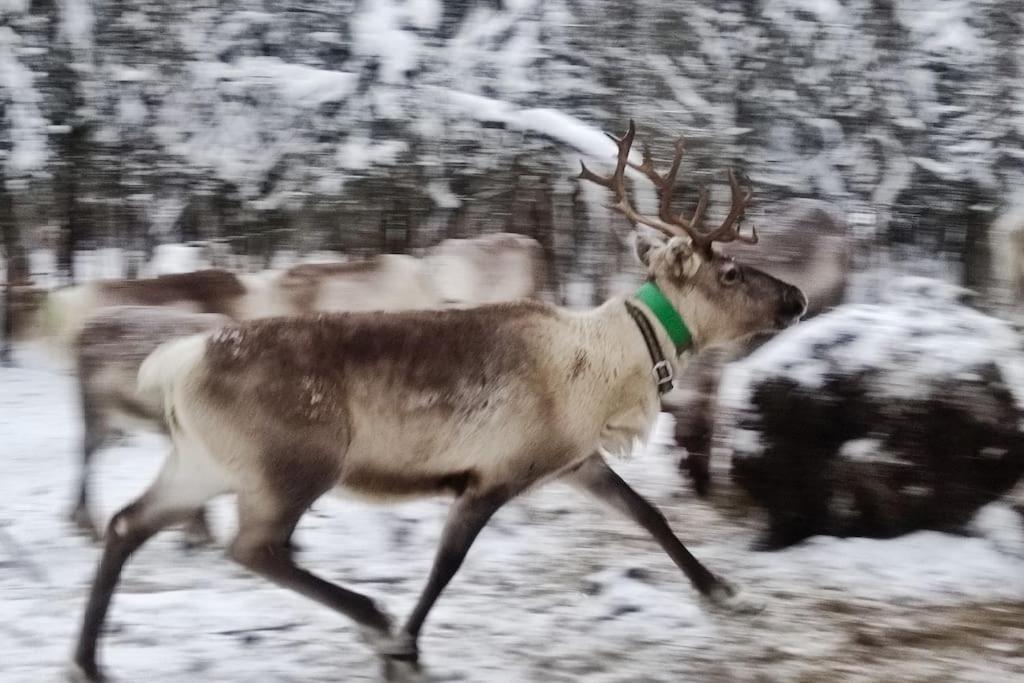 Santa's Reindeer Holiday Home