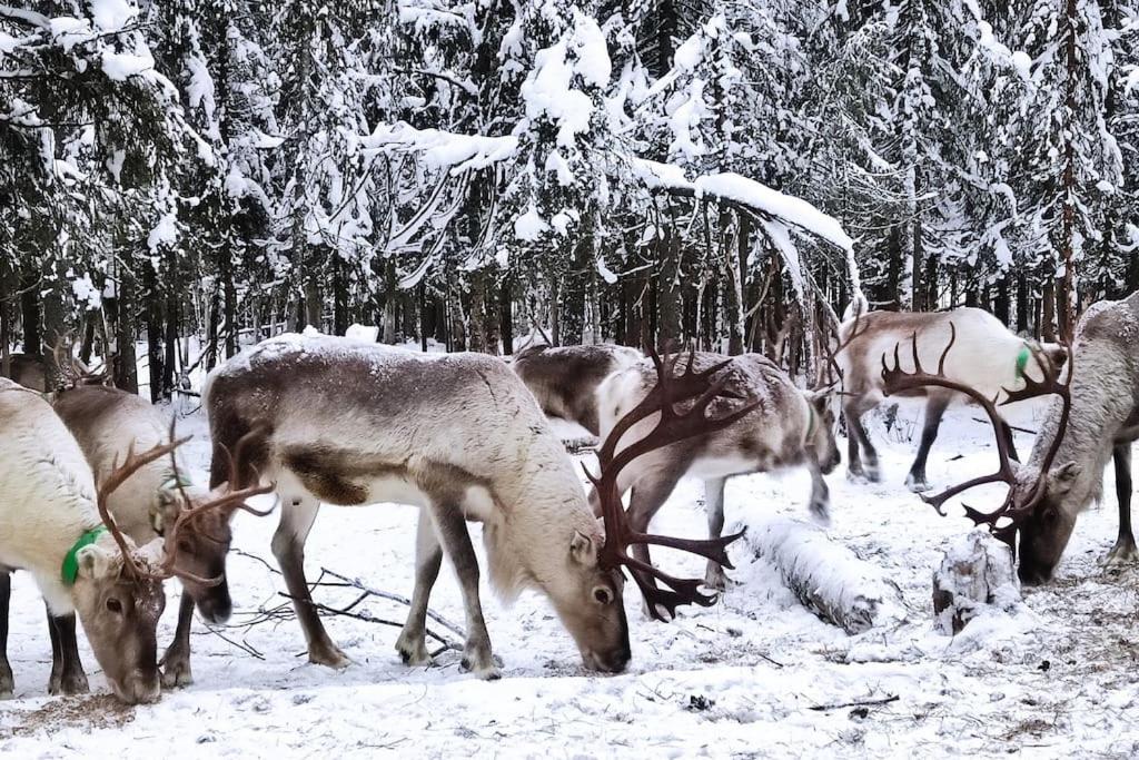 Santa's Reindeer Holiday Home