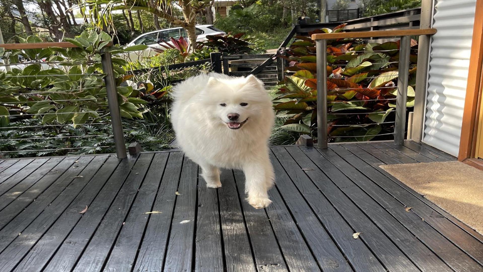 Pet Friendly and Easy Walk To Macmasters Beach