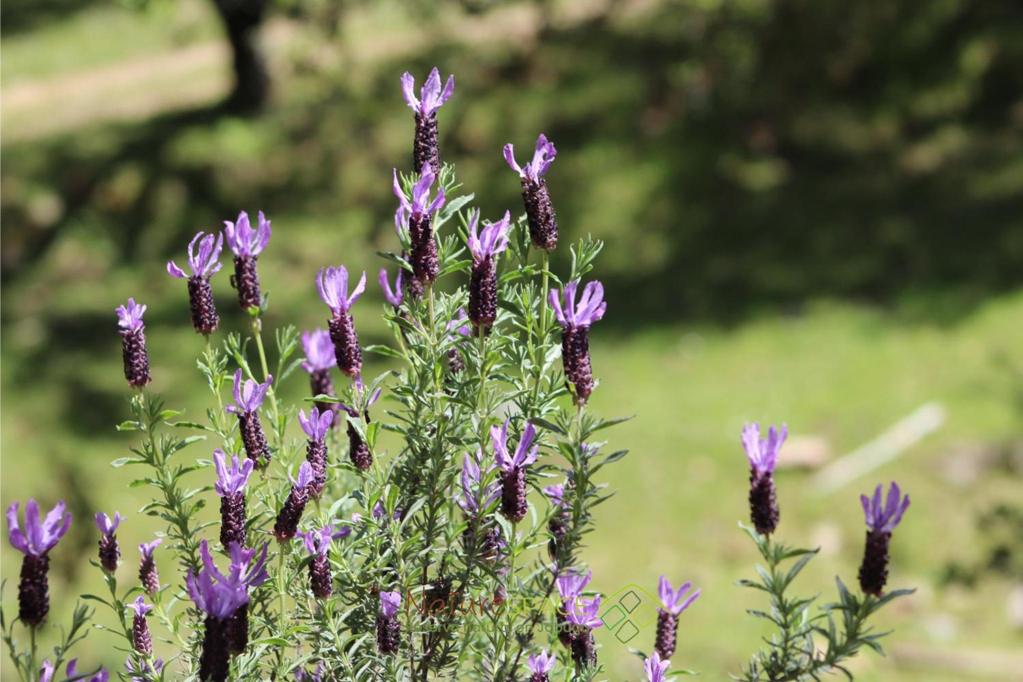 Mentha Nature Space Jabugo