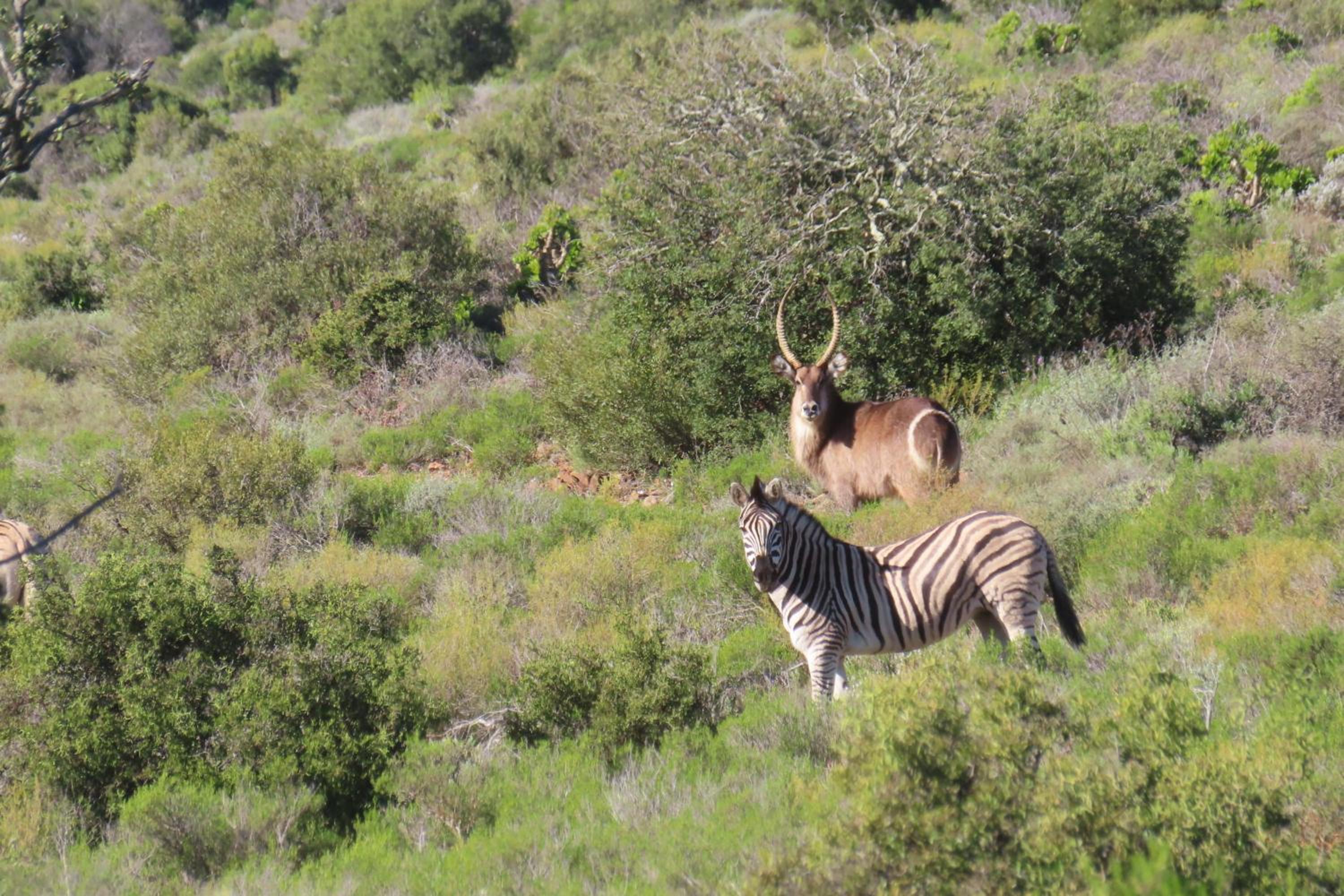 Wildschutzkloof in die veldt lodge view 5