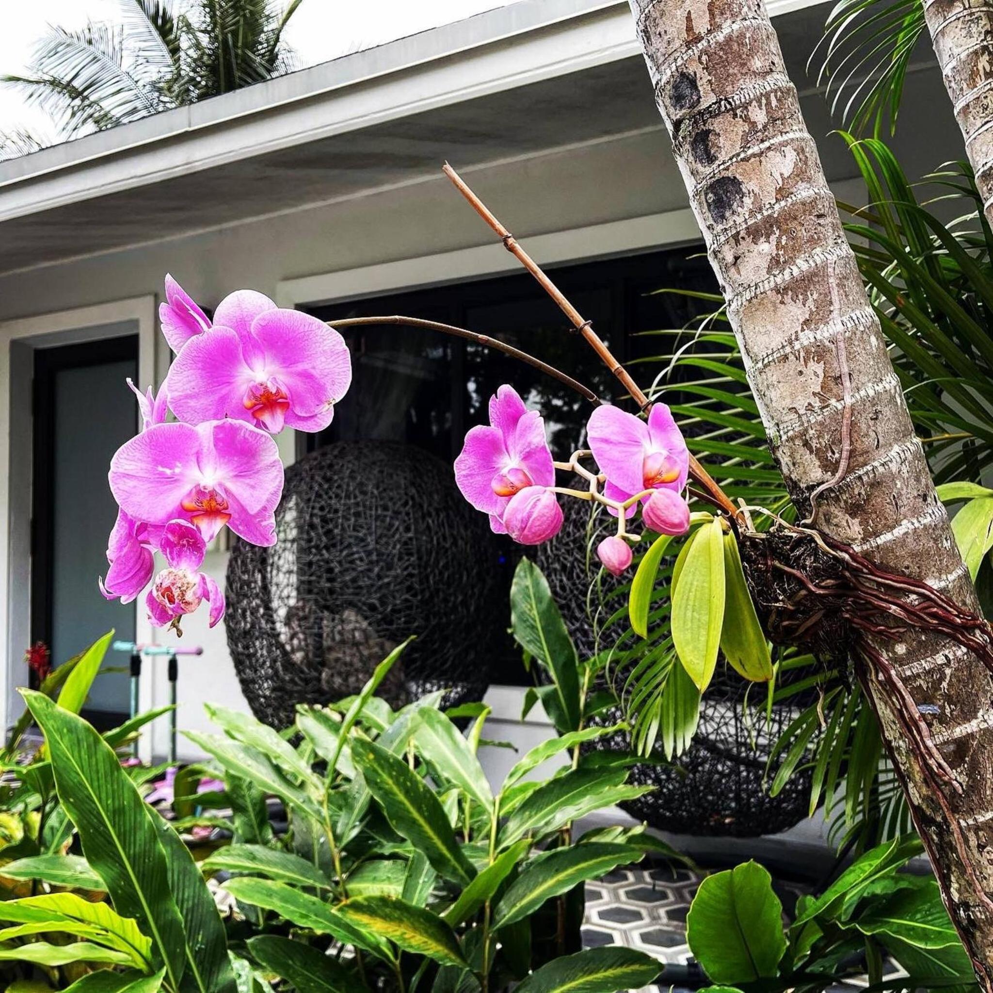 Experience Miami Magic: Tropical Pool Escape