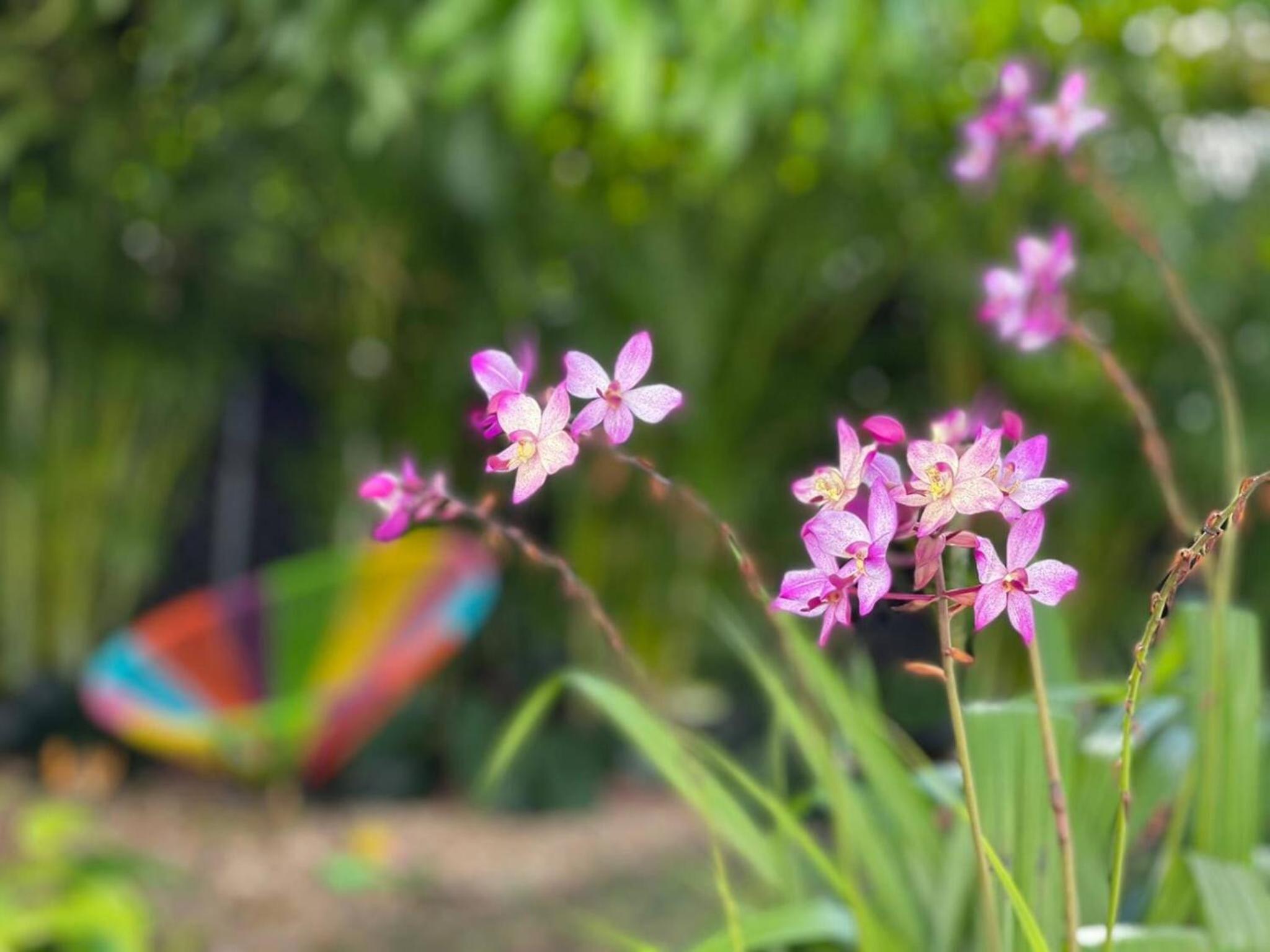 Experience Miami Magic: Tropical Pool Escape