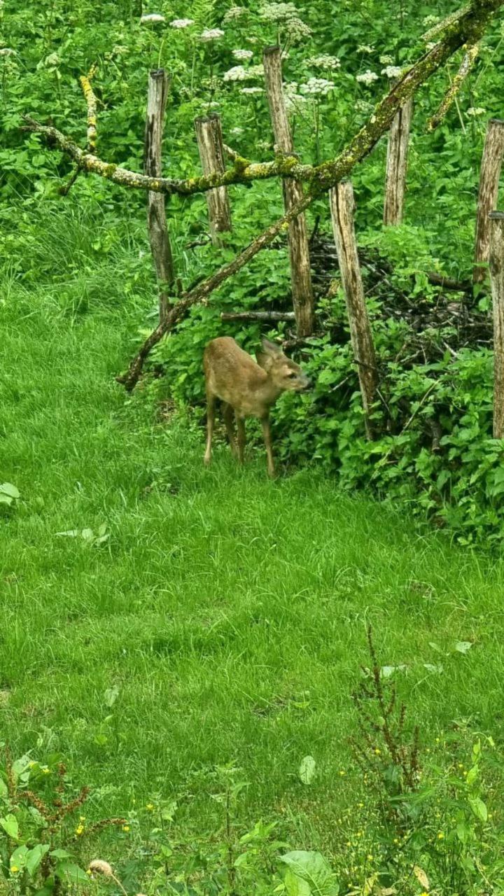 La Canopée des Arbres, Anna