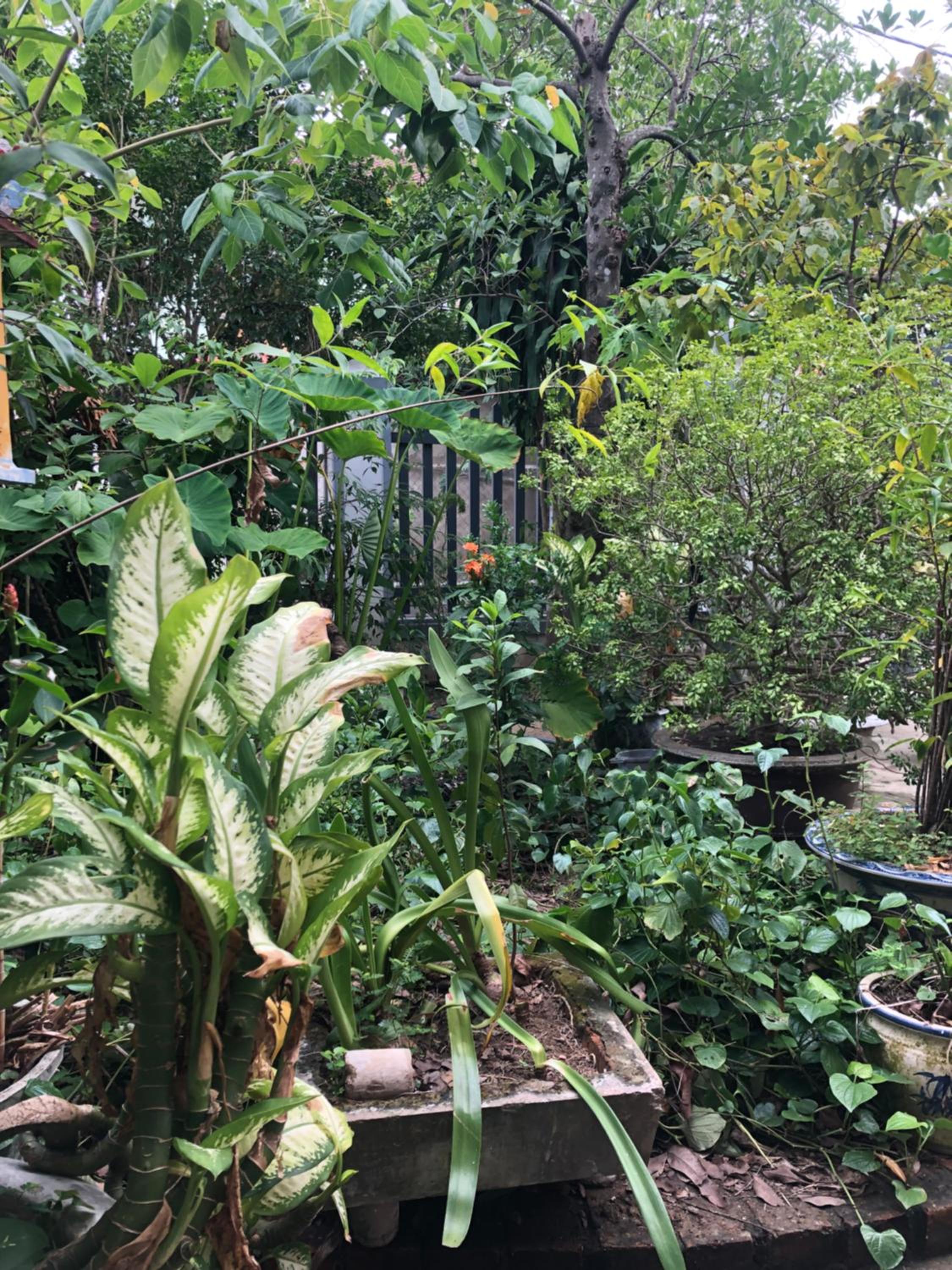 Lilly Garden Homestay