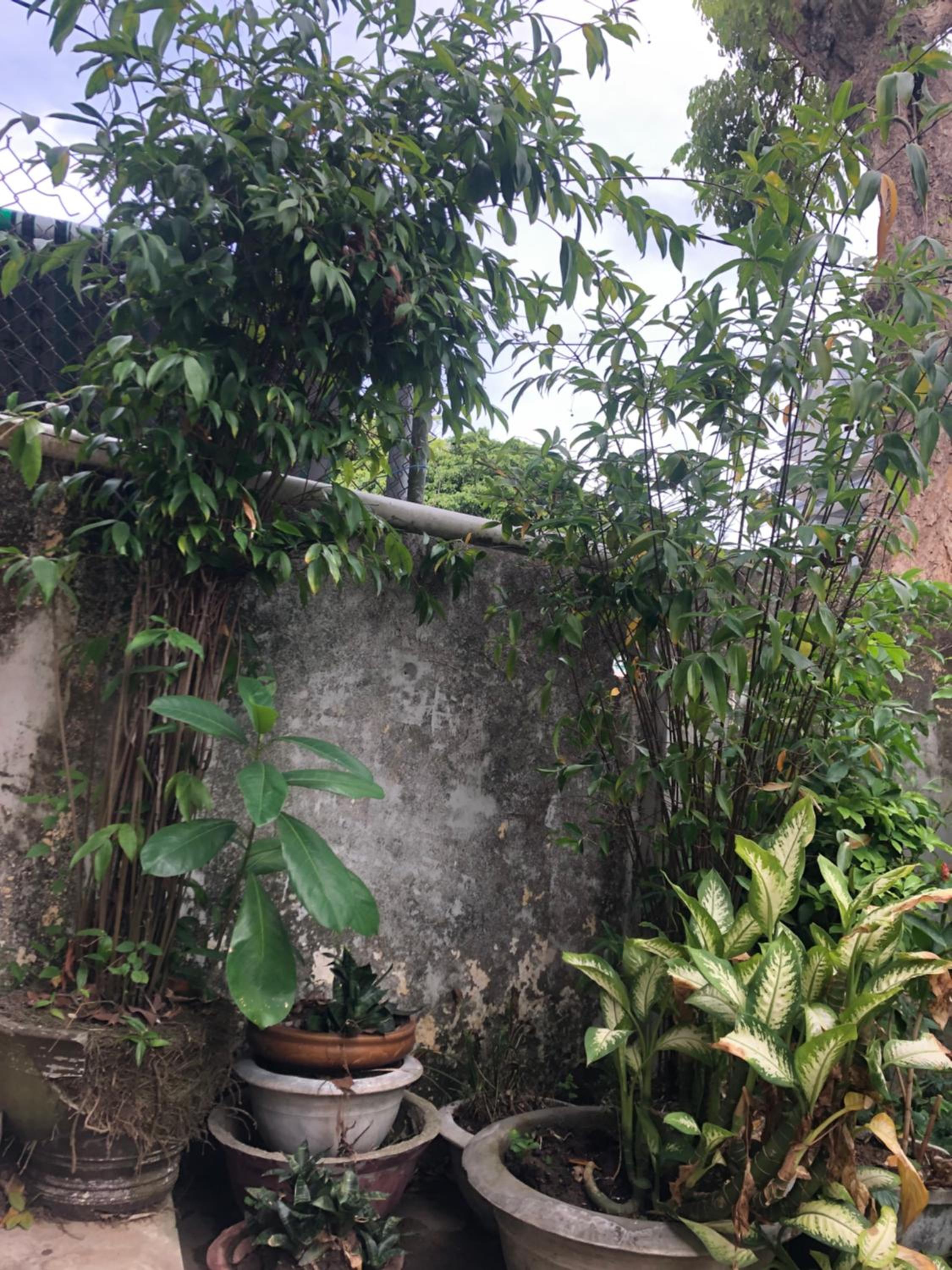 Lilly Garden Homestay