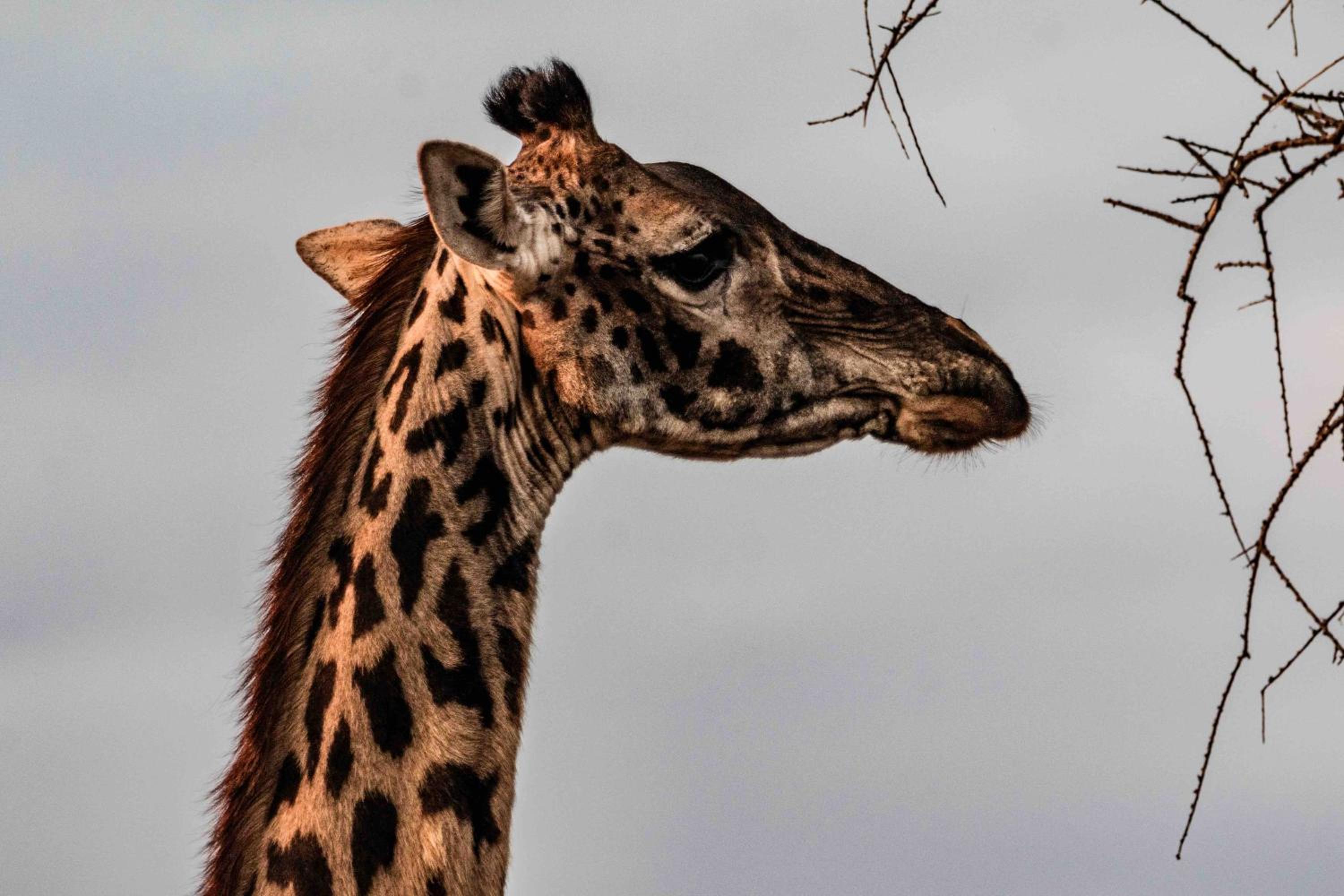 Olemayian Amboseli Cottages view 4