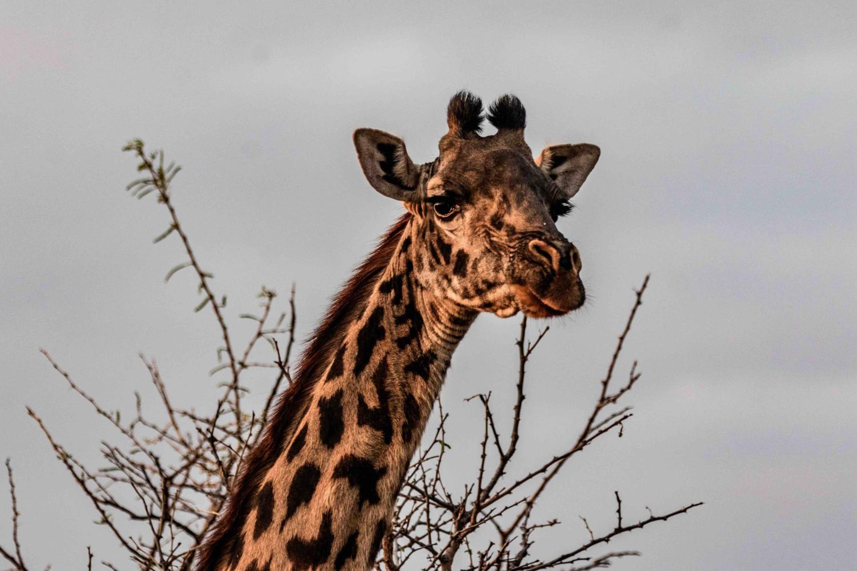 Olemayian Amboseli Cottages view 5