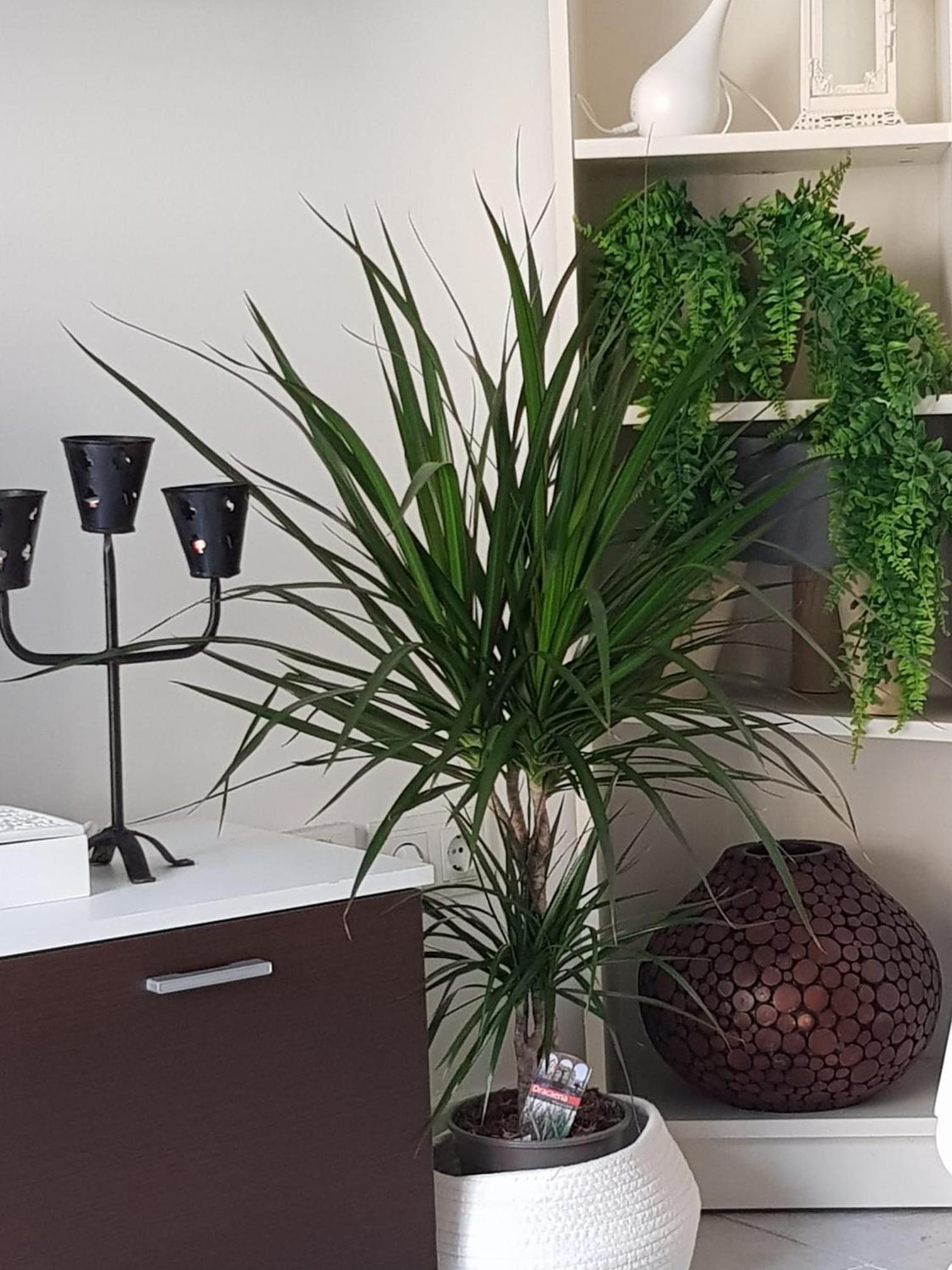 Apartamento Pabostría media estancia