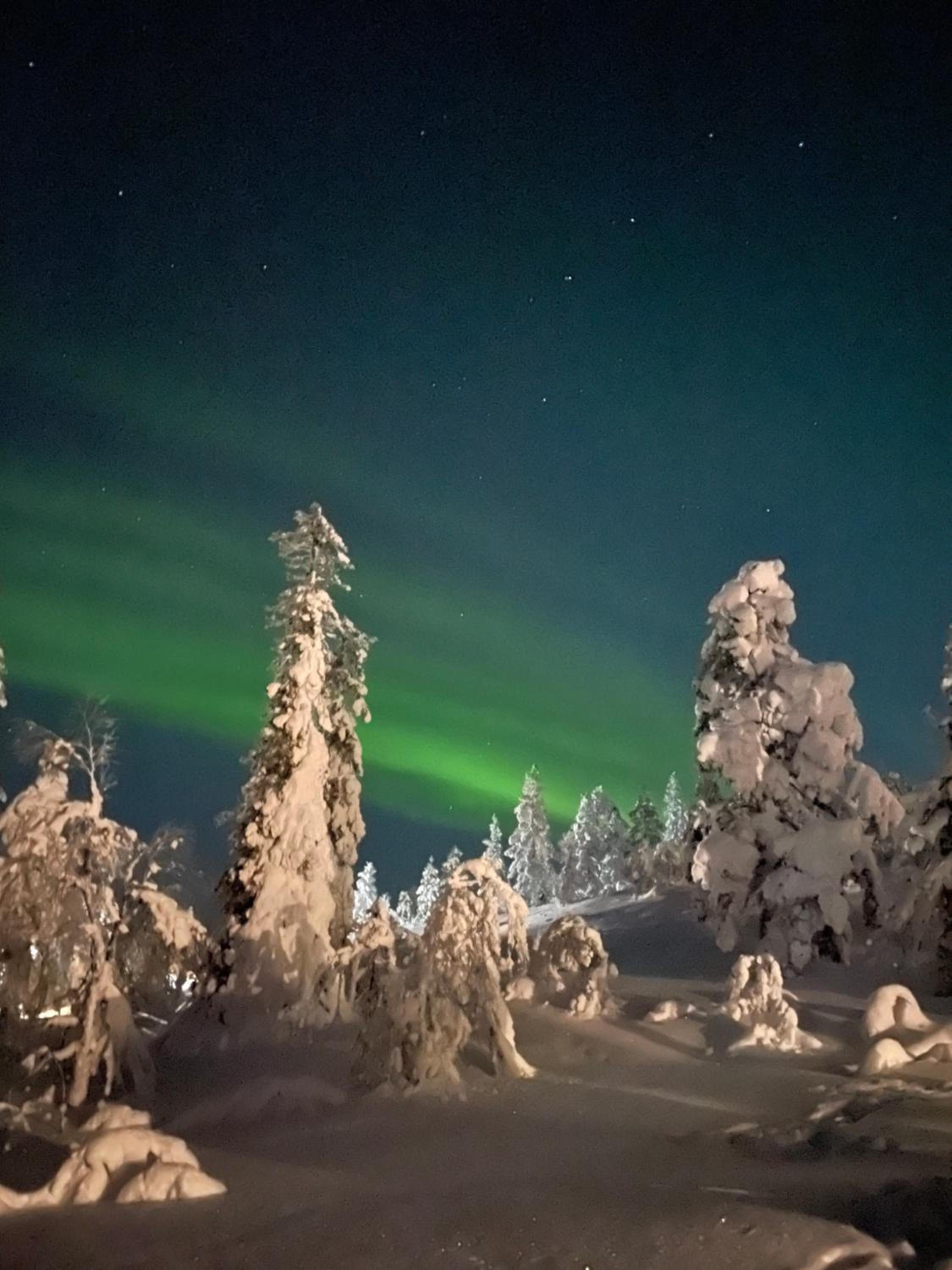 Auroras by Kaltios, Kaltionkuusi