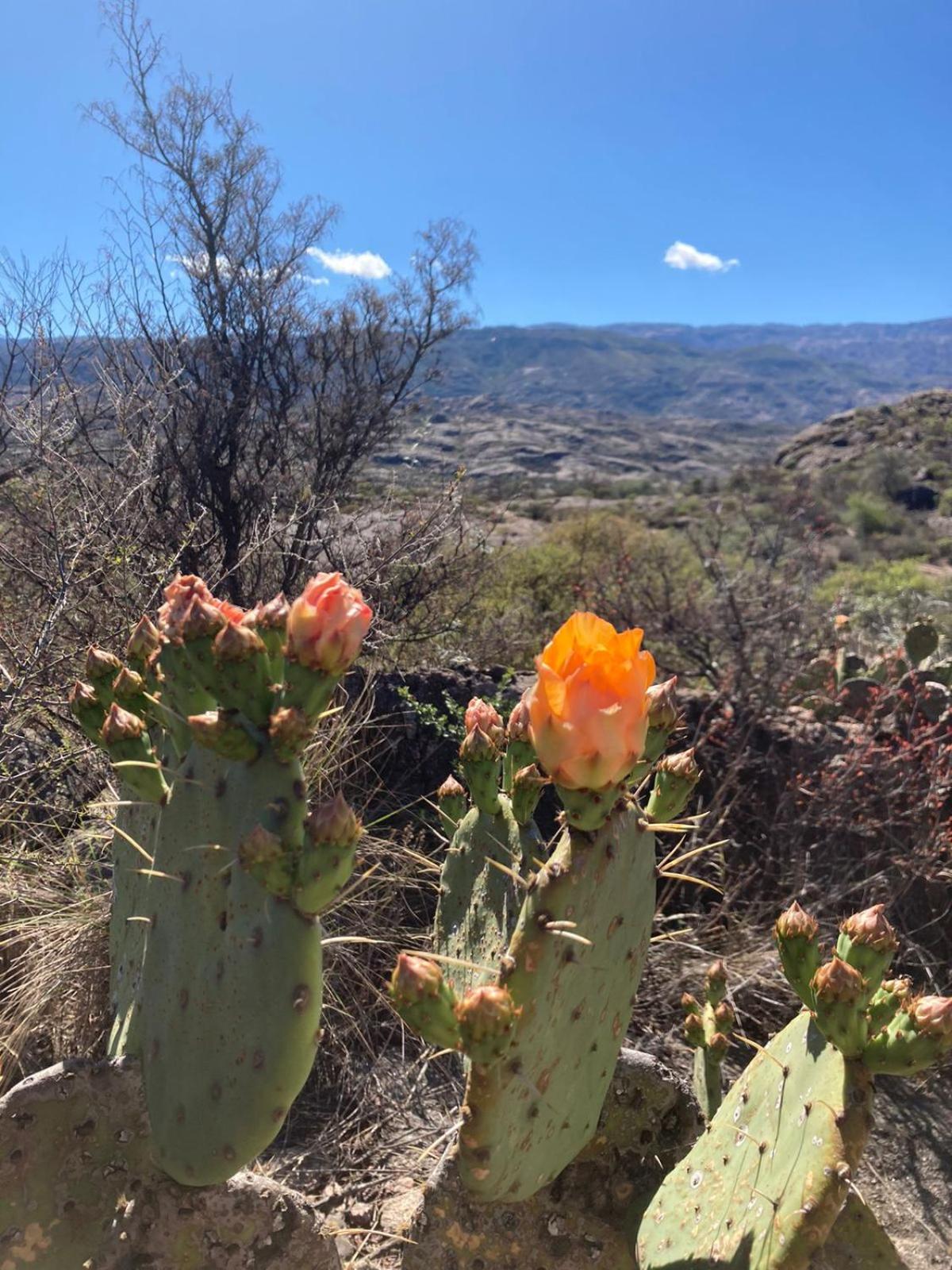 Hermosa Cabaña El Nogalito Mina Clavero