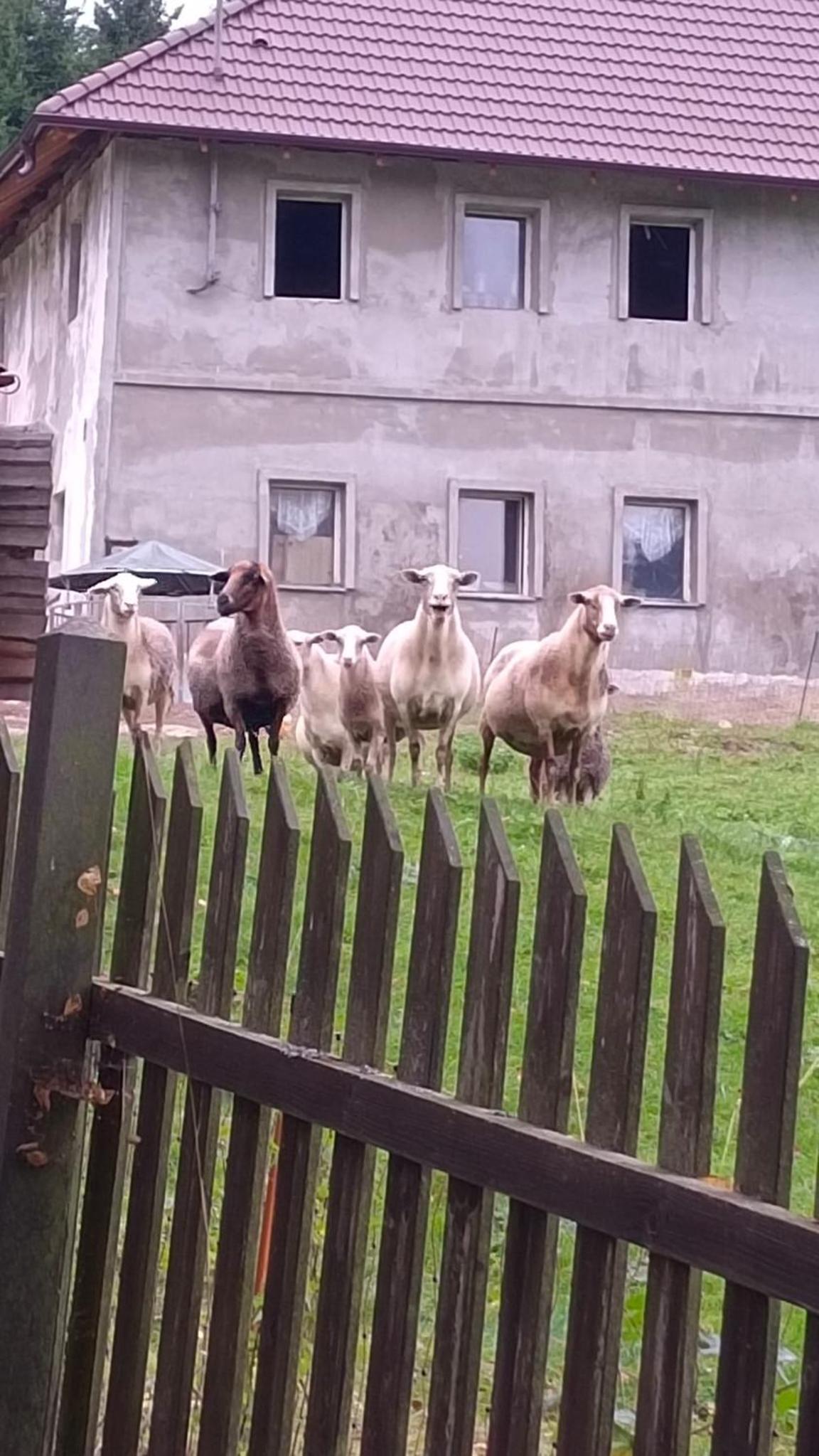 Chaloupka u Jiřího