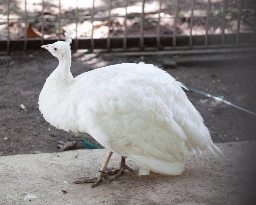 Rancho em Nazaré Paulista, Brasil