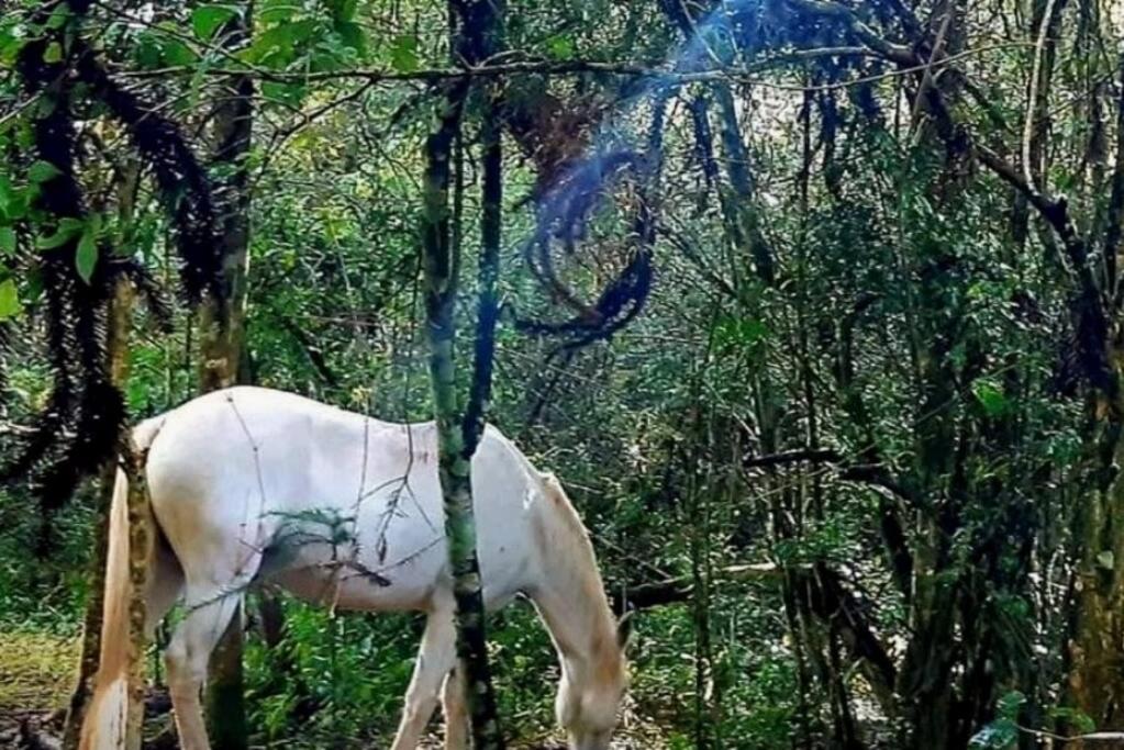Casa das Araucárias - Sítio Salamandra, Vale do Matutu