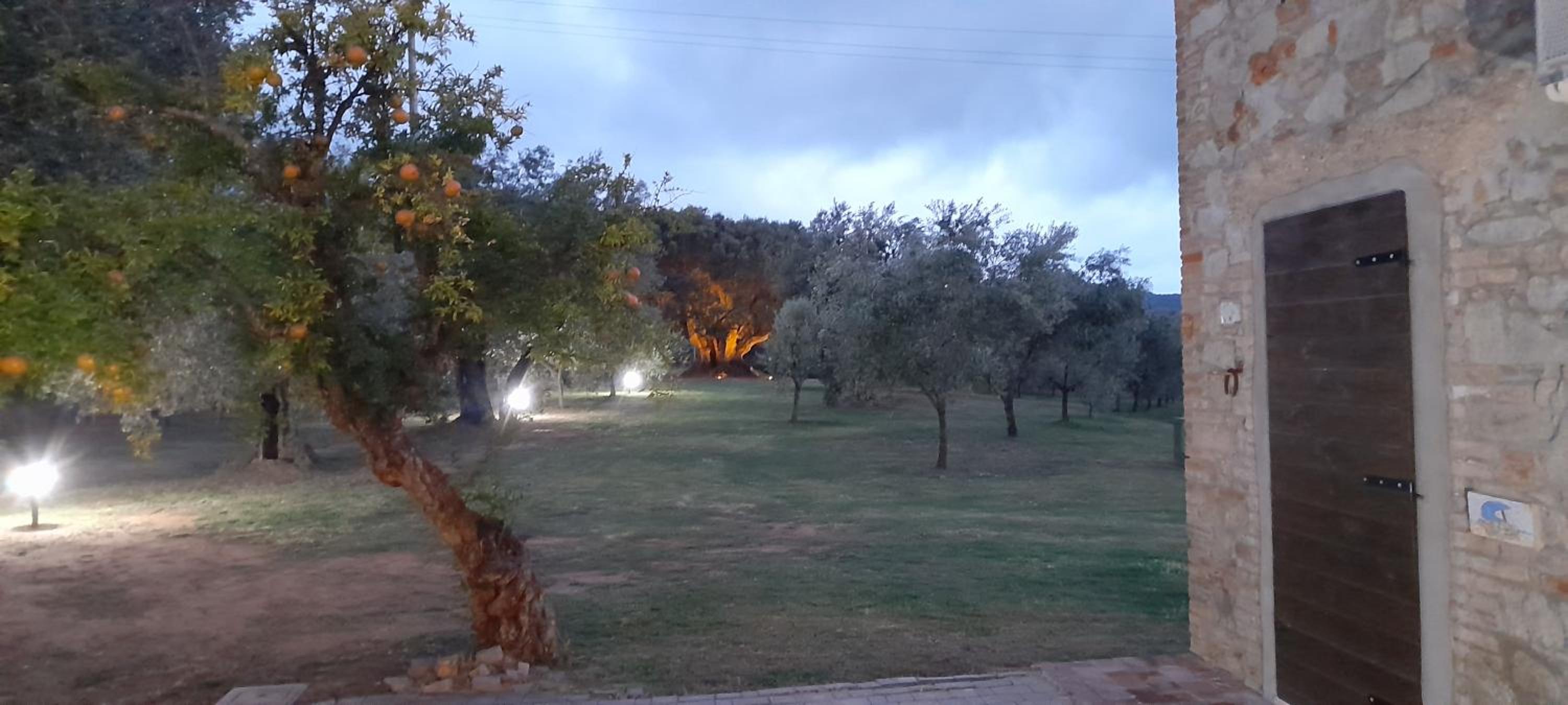 Agriturismo IL VECCHIO OLIVO